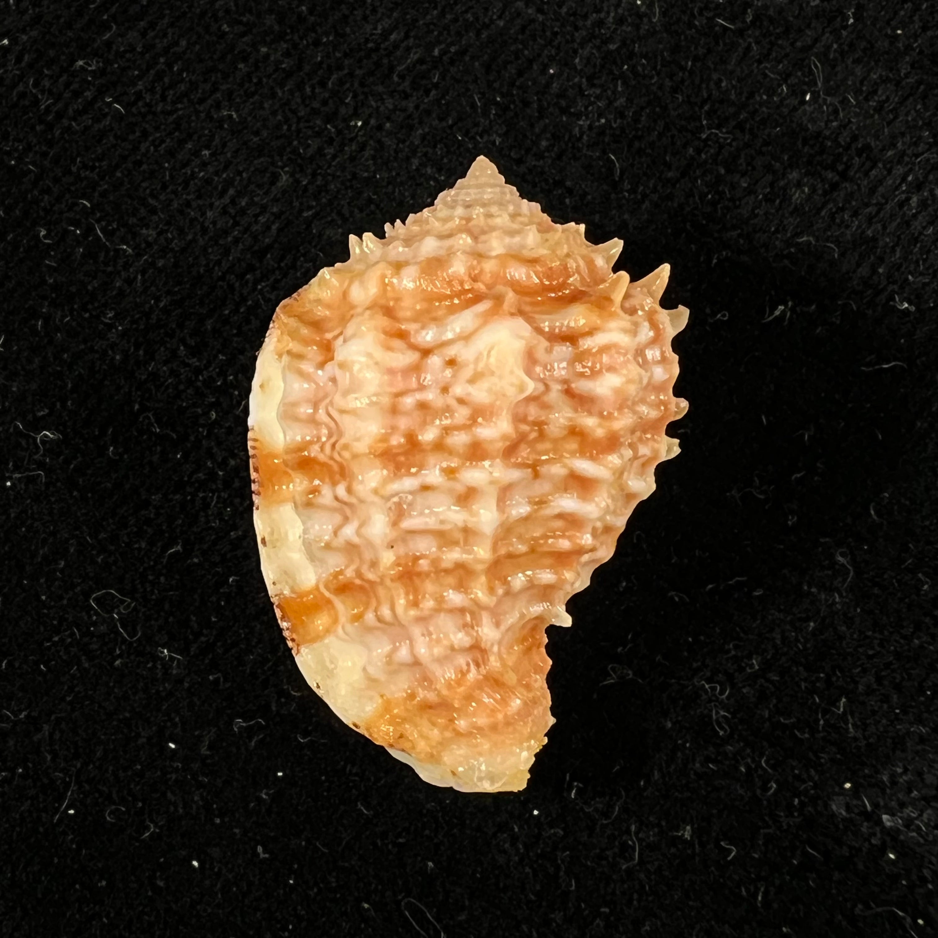 Morum praeclarum Melvill, 1919 - 29,9mm