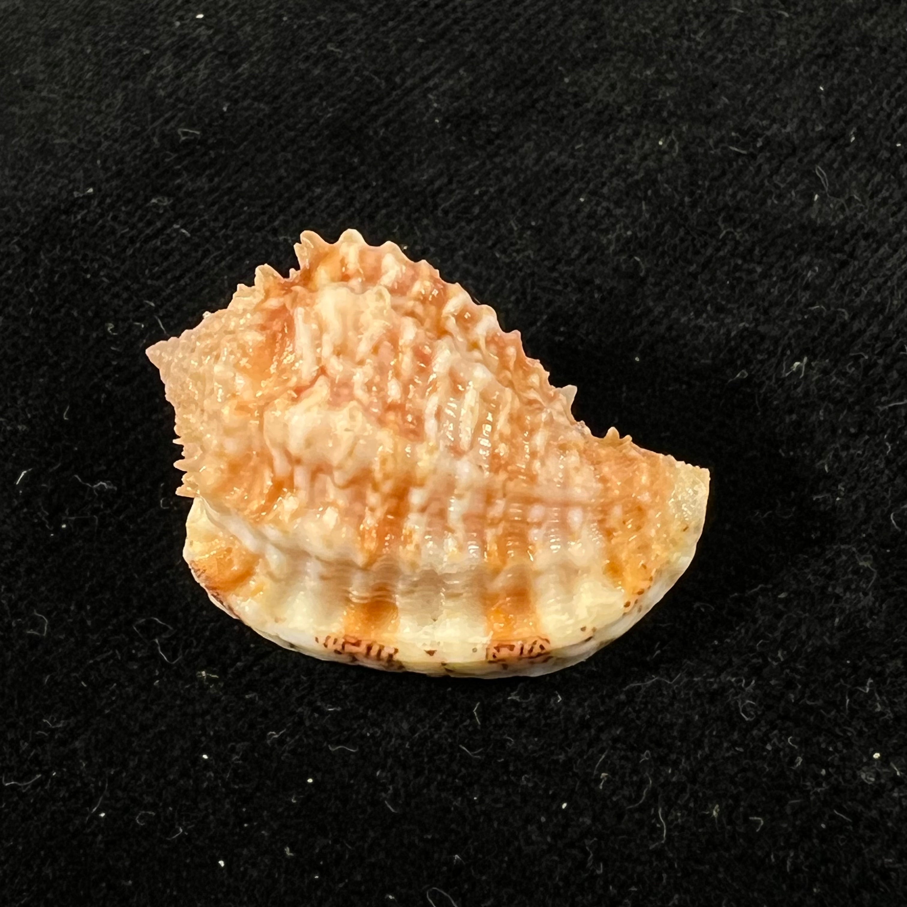 Morum praeclarum Melvill, 1919 - 29,9mm