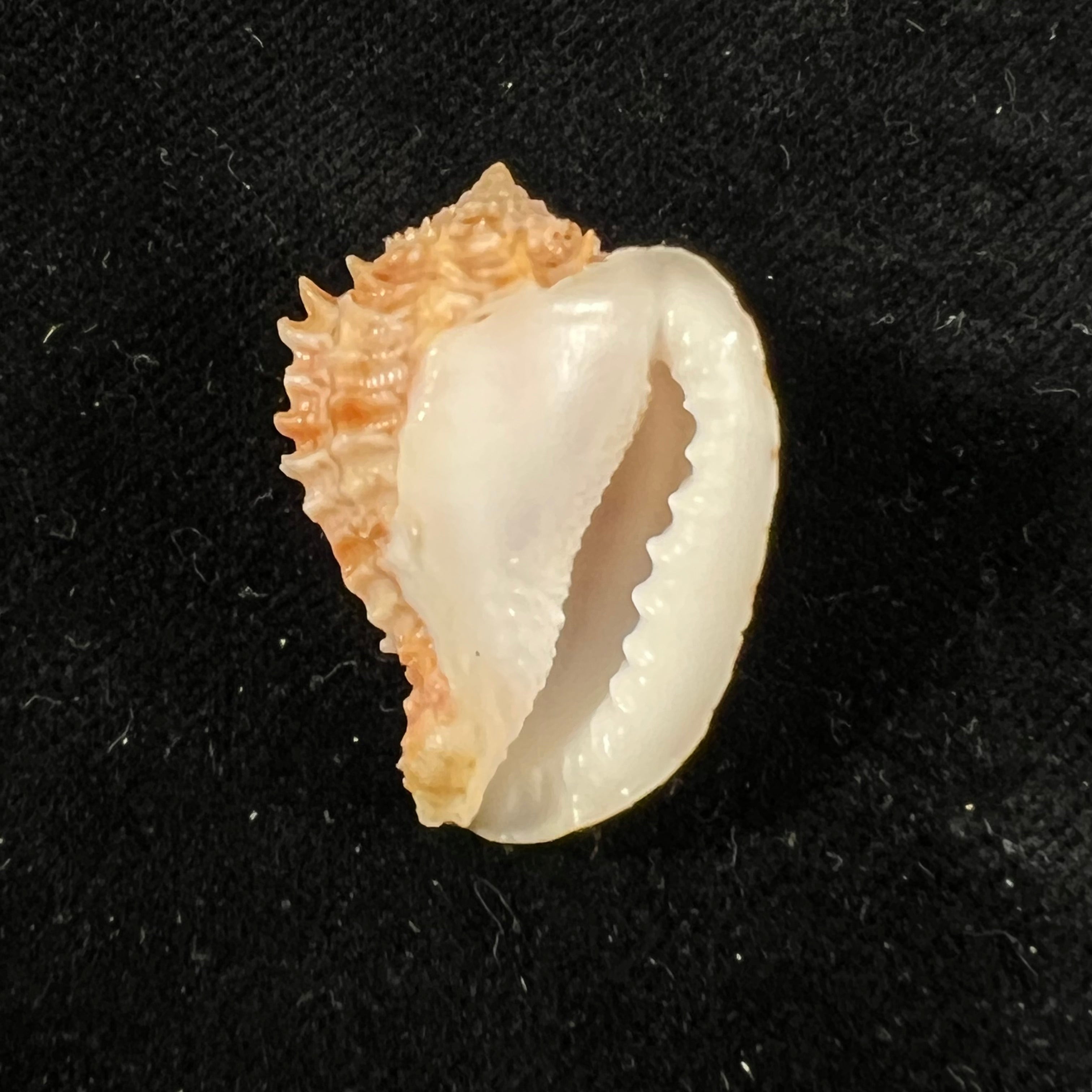 Morum praeclarum Melvill, 1919 - 29,9mm