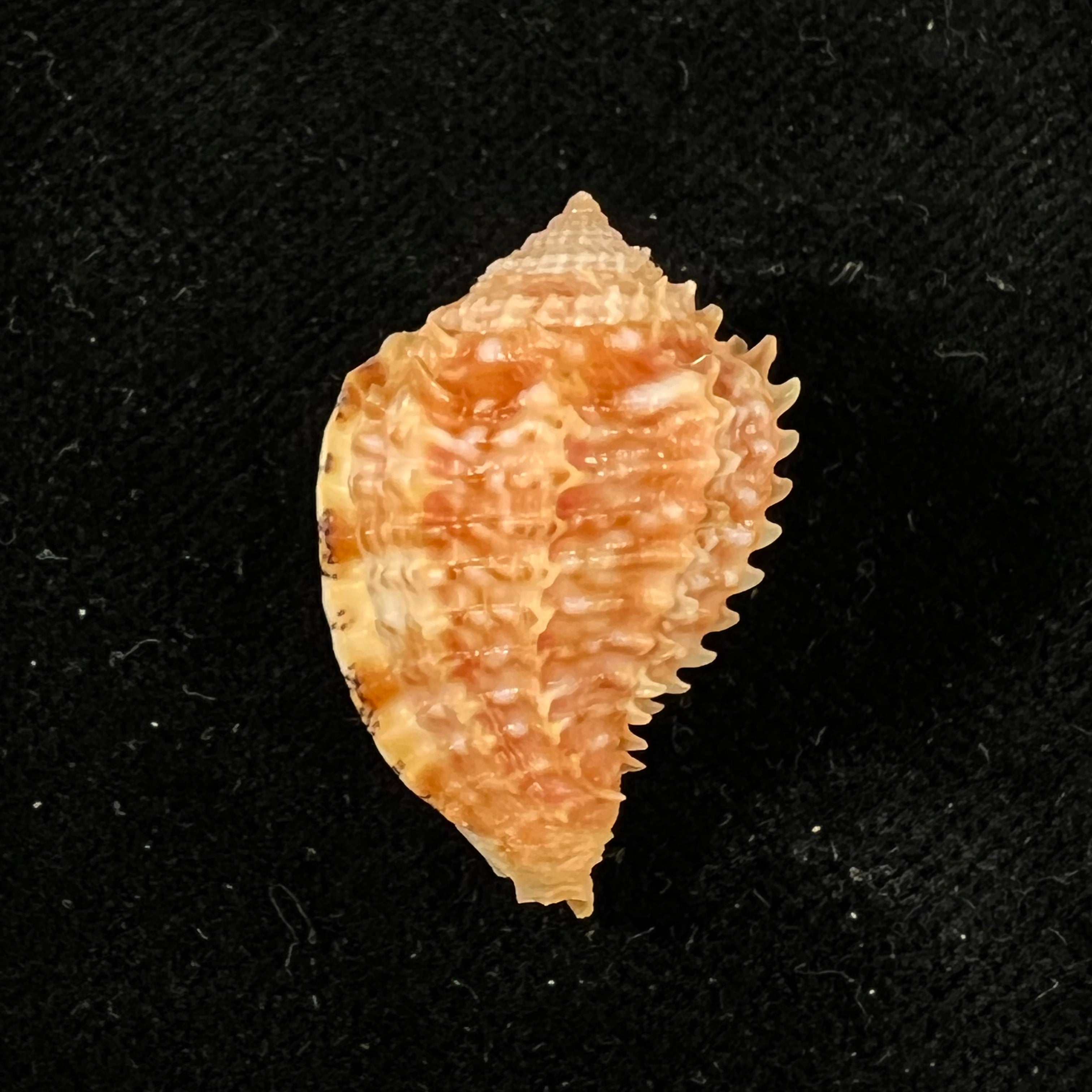 Morum praeclarum Melvill, 1919 - 28mm