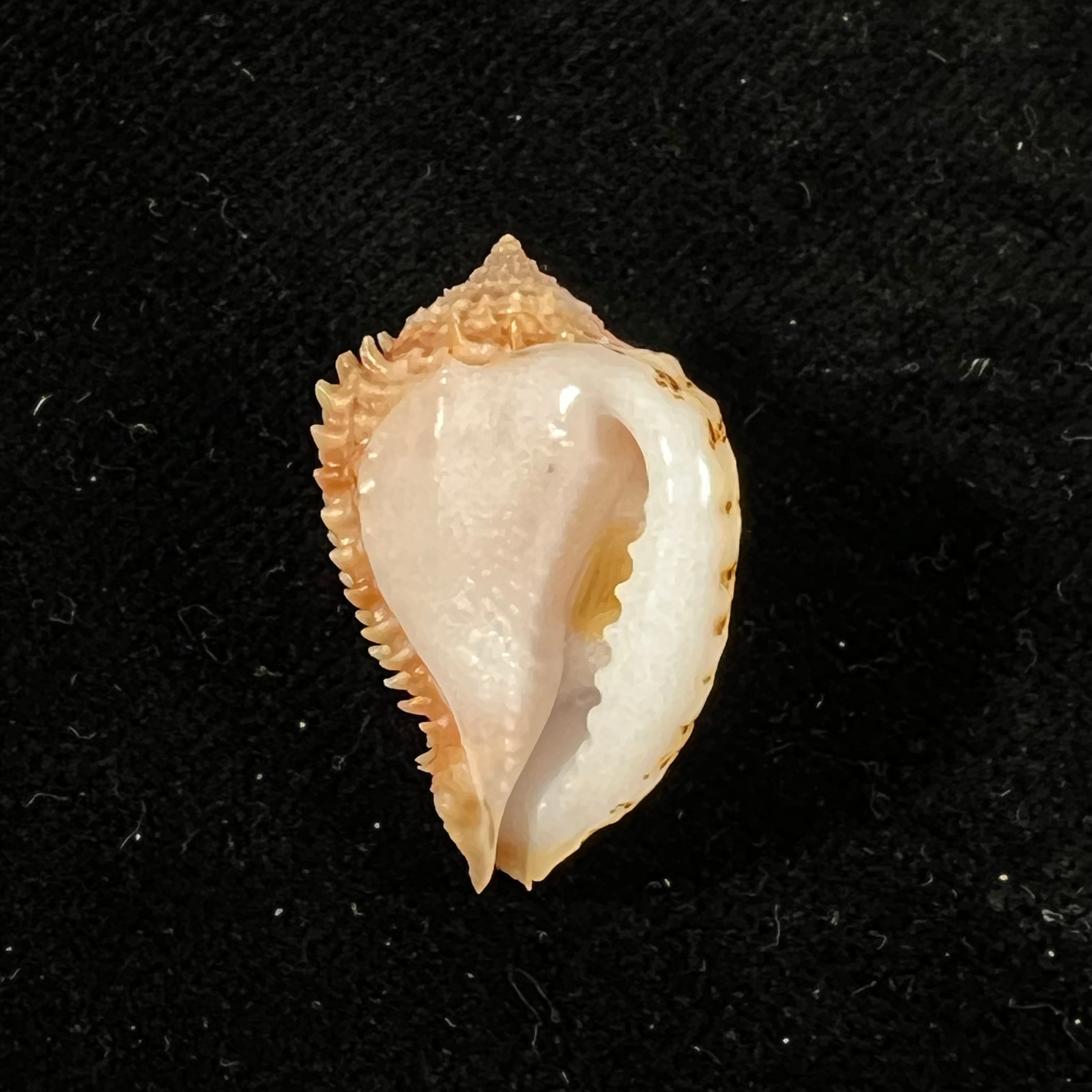 Morum praeclarum Melvill, 1919 - 28mm