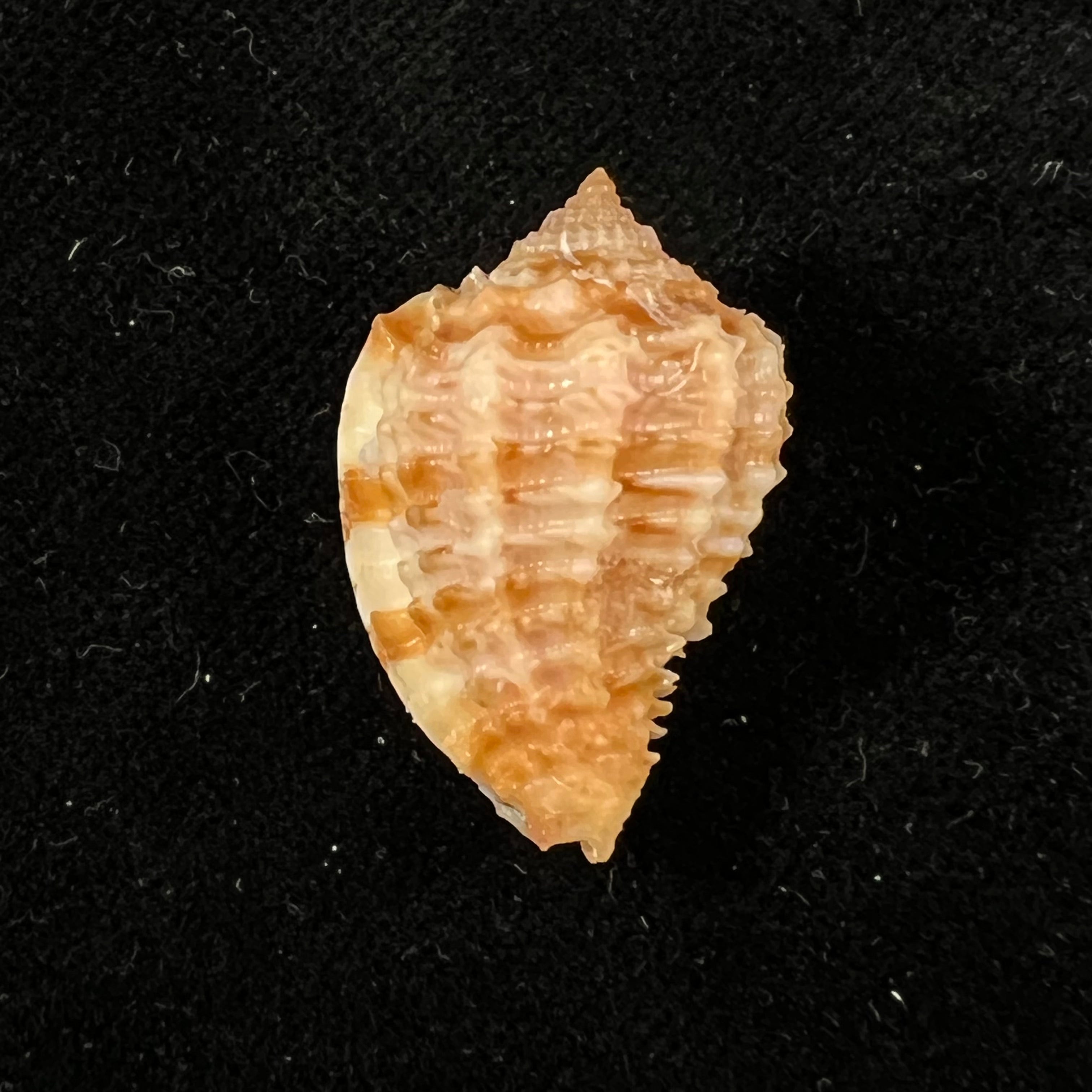 Morum praeclarum Melvill, 1919 - 27,7mm