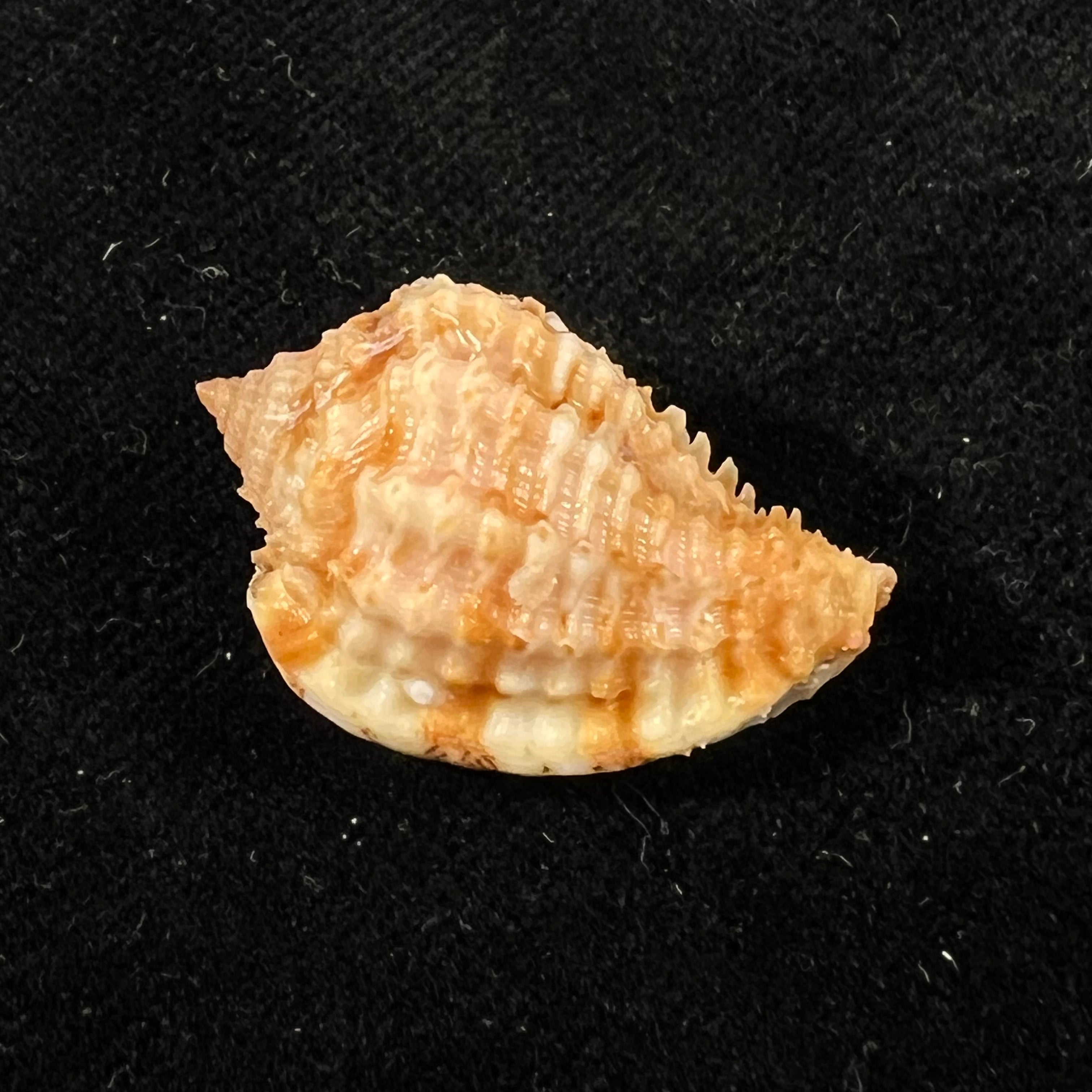 Morum praeclarum Melvill, 1919 - 27,7mm