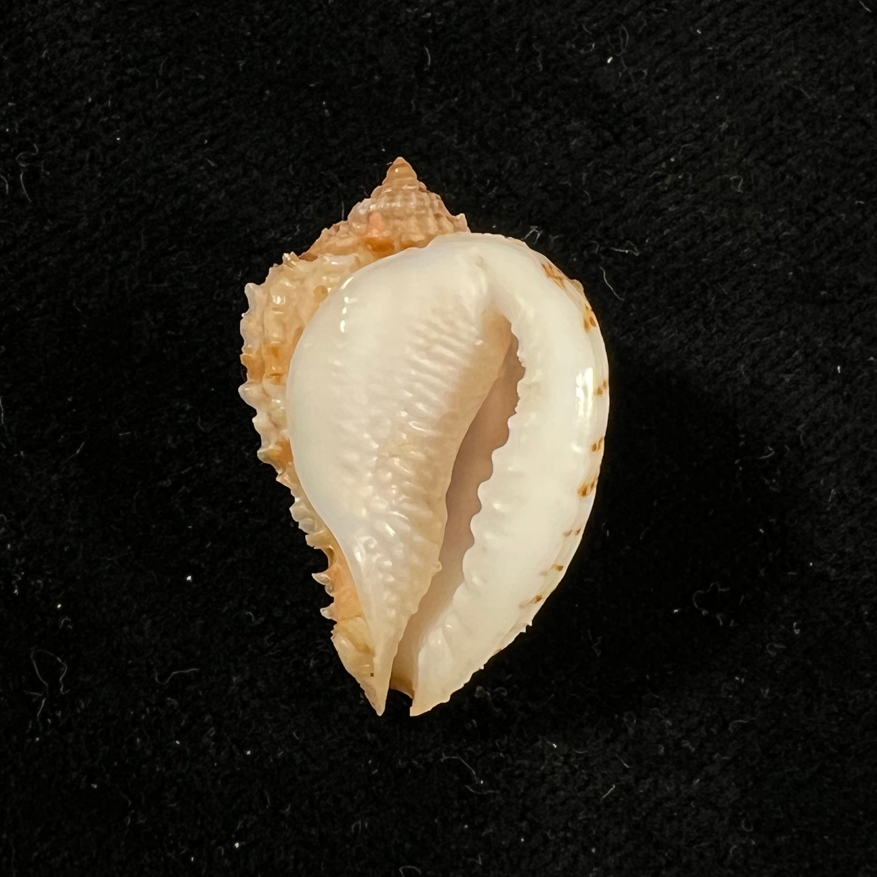 Morum praeclarum Melvill, 1919 - 27,7mm