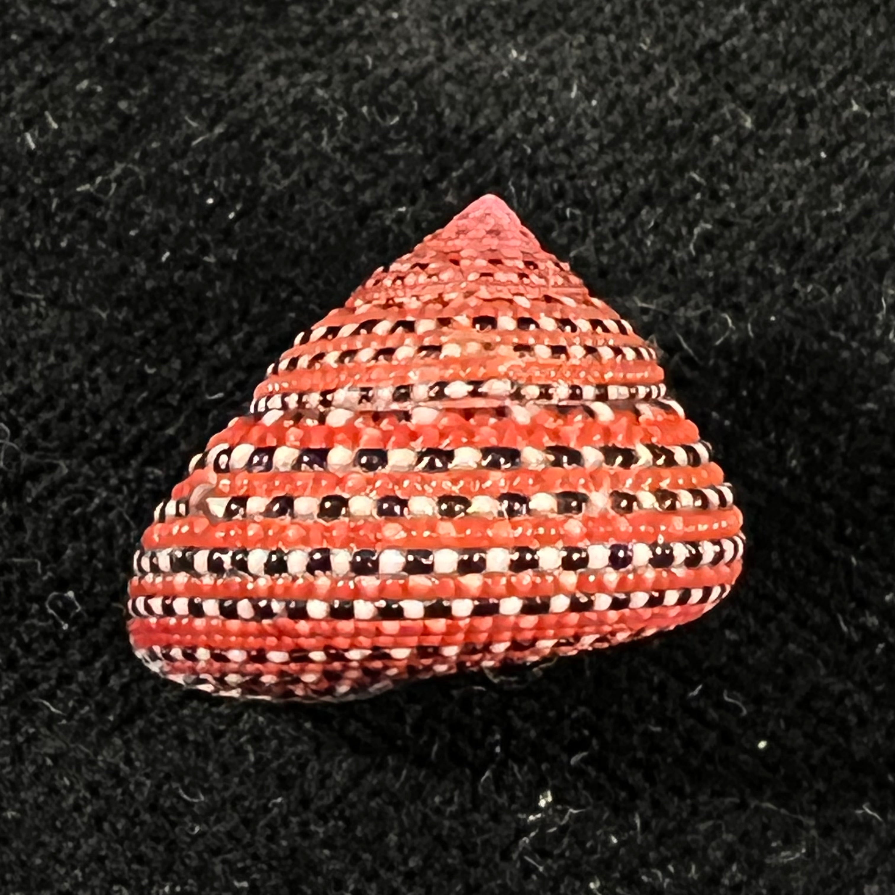 Clanculus pharaonius (Linnaeus, 1758) - 18,3mm