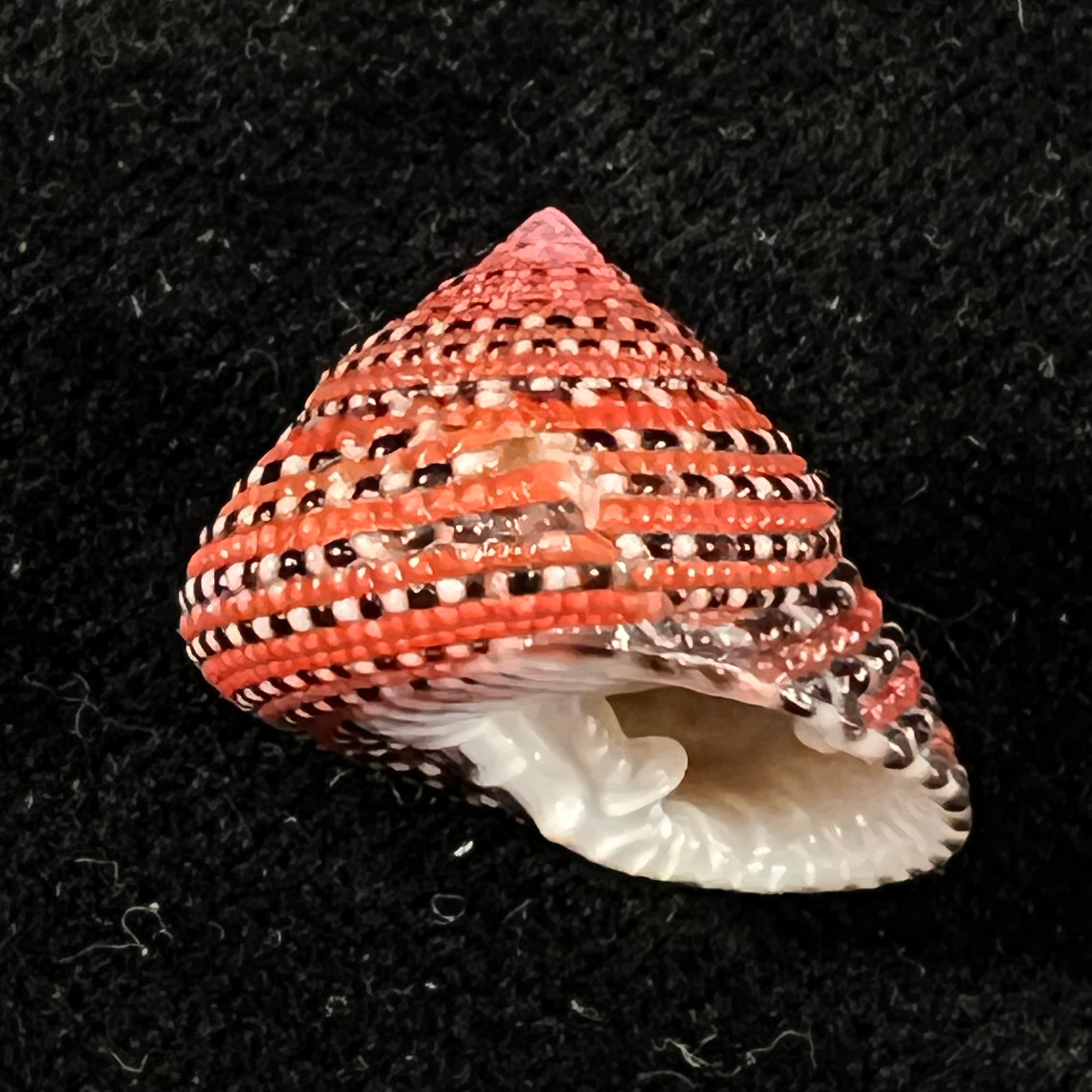 Clanculus pharaonius (Linnaeus, 1758) - 18,3mm