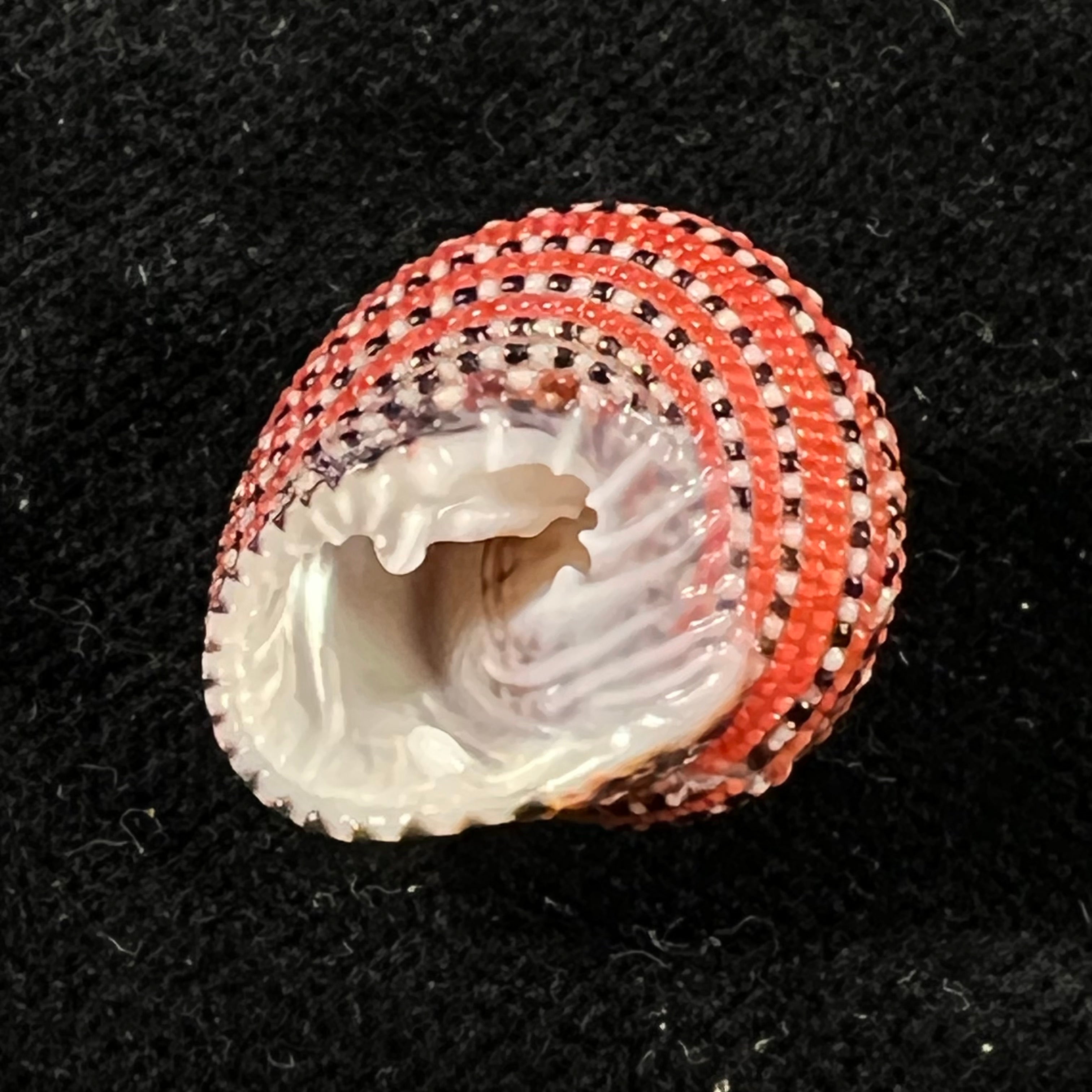 Clanculus pharaonius (Linnaeus, 1758) - 18,3mm