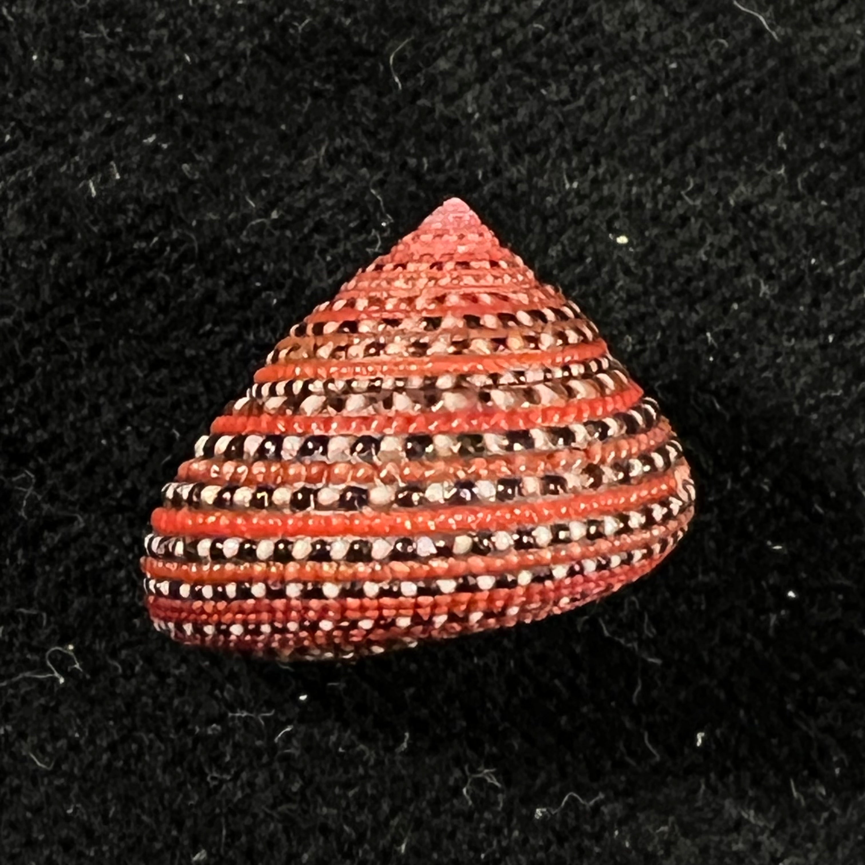 Clanculus pharaonius (Linnaeus, 1758) - 17,4mm