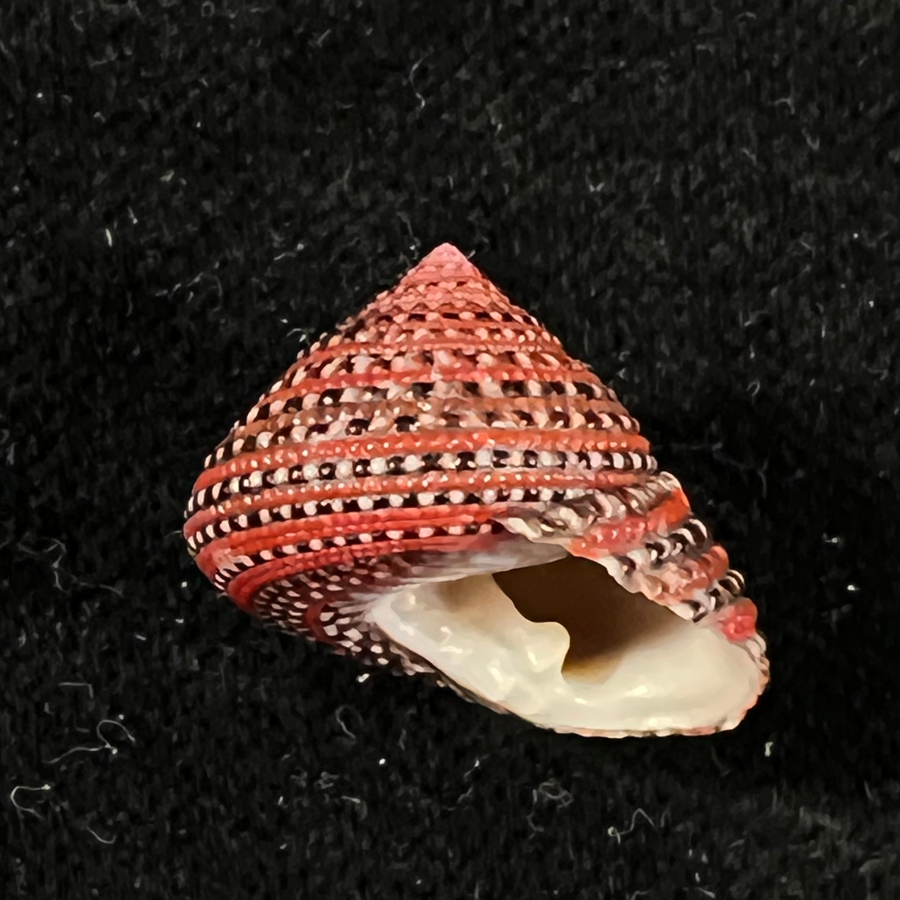 Clanculus pharaonius (Linnaeus, 1758) - 17,4mm