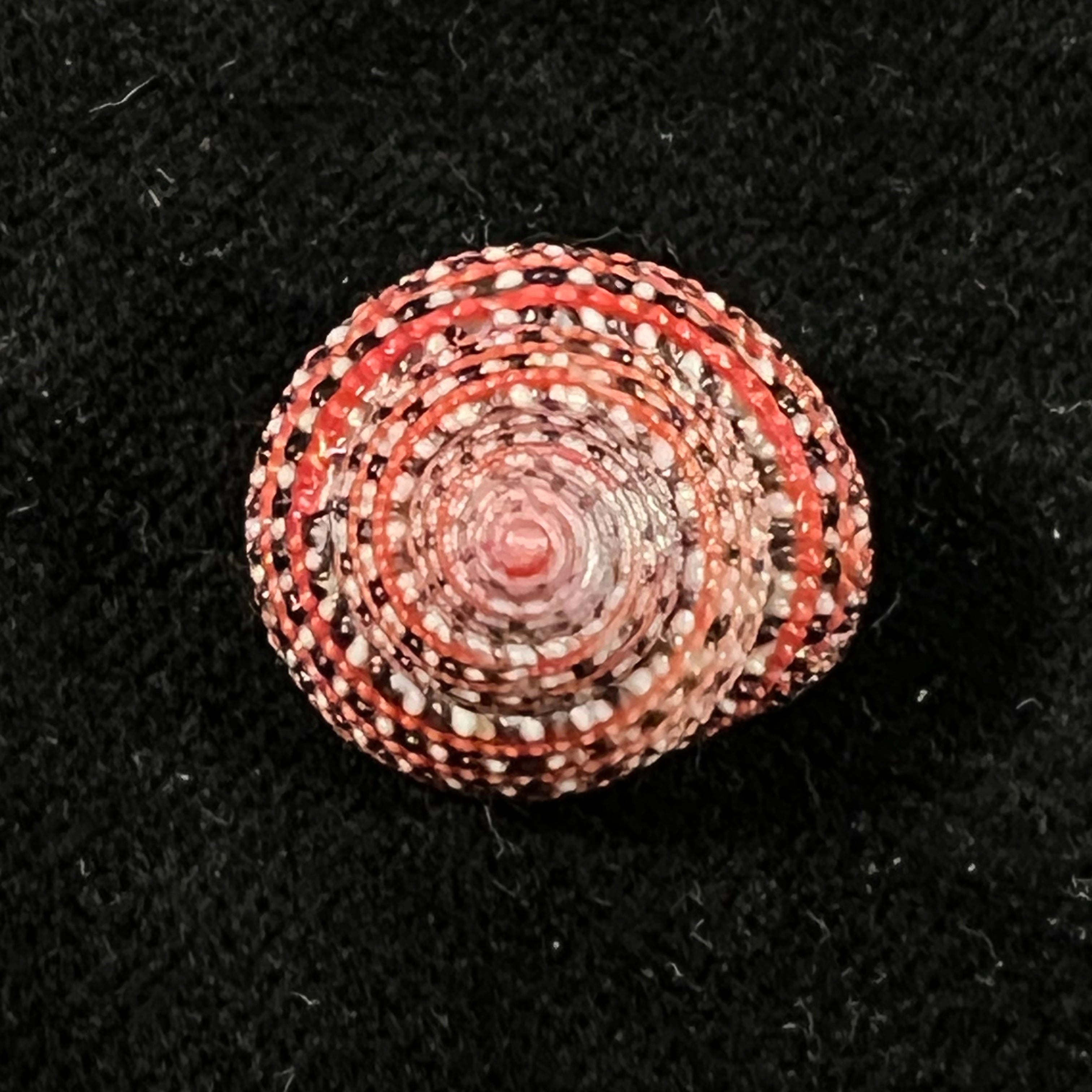 Clanculus pharaonius (Linnaeus, 1758) - 19mm