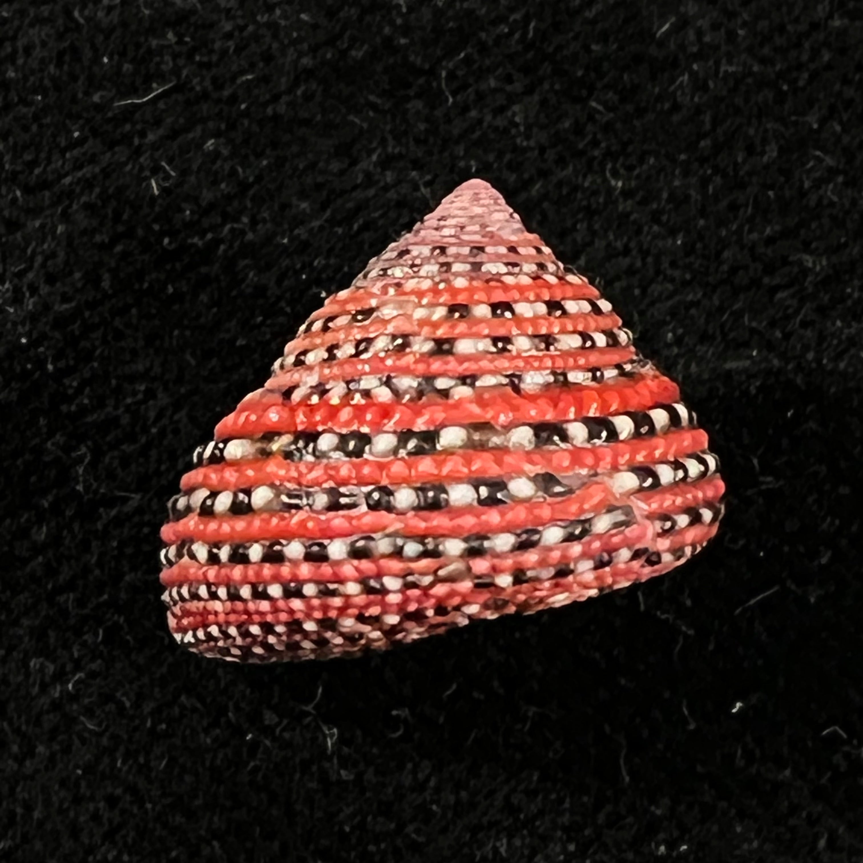 Clanculus pharaonius (Linnaeus, 1758) - 19mm