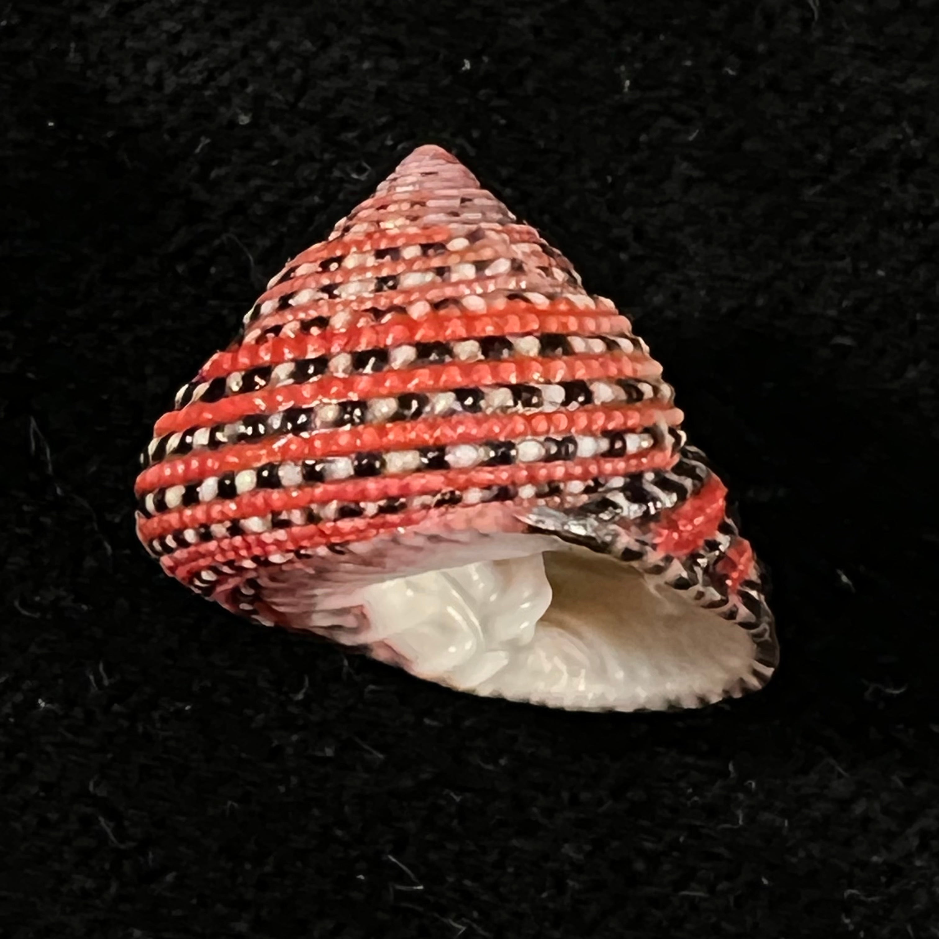 Clanculus pharaonius (Linnaeus, 1758) - 19mm