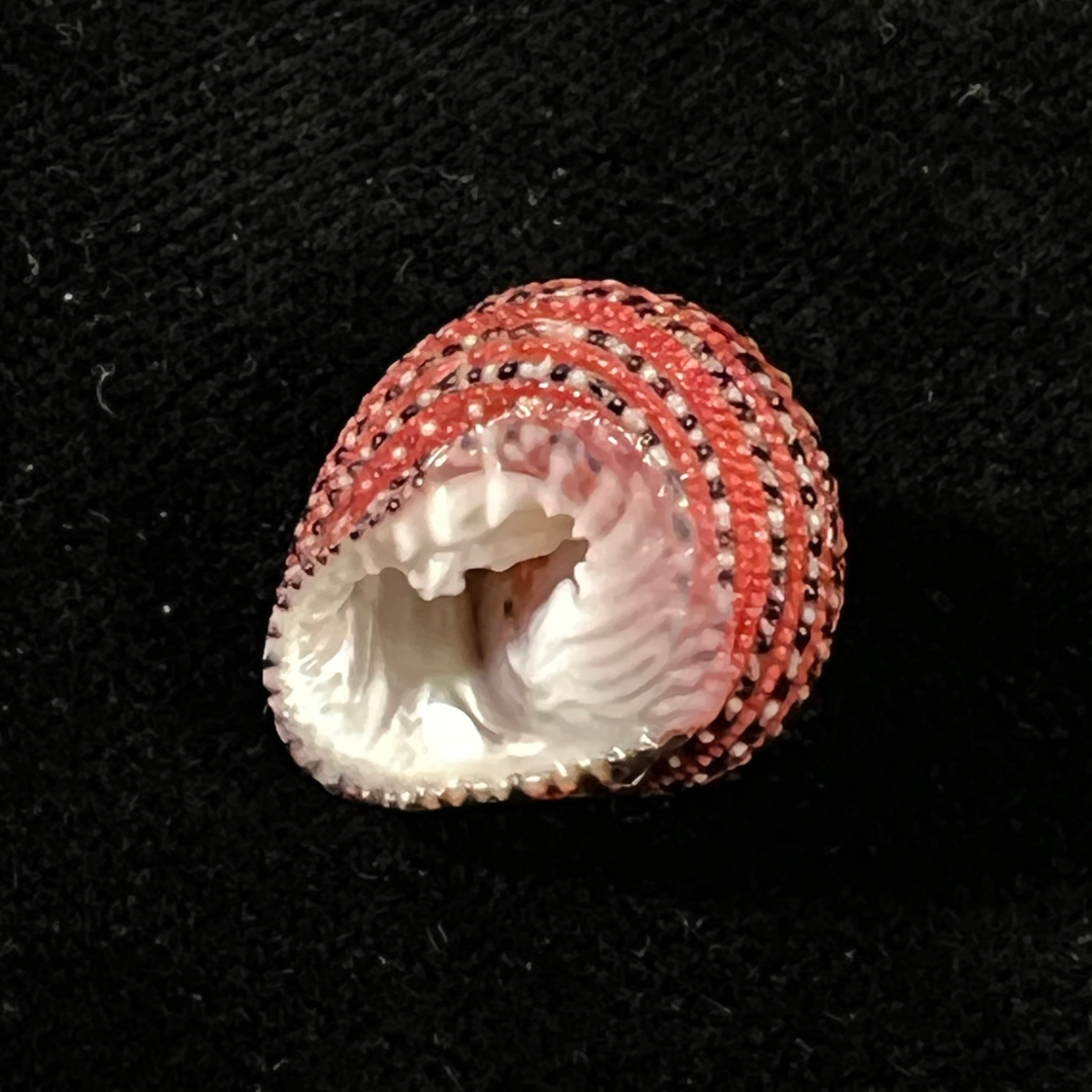 Clanculus pharaonius (Linnaeus, 1758) - 19mm