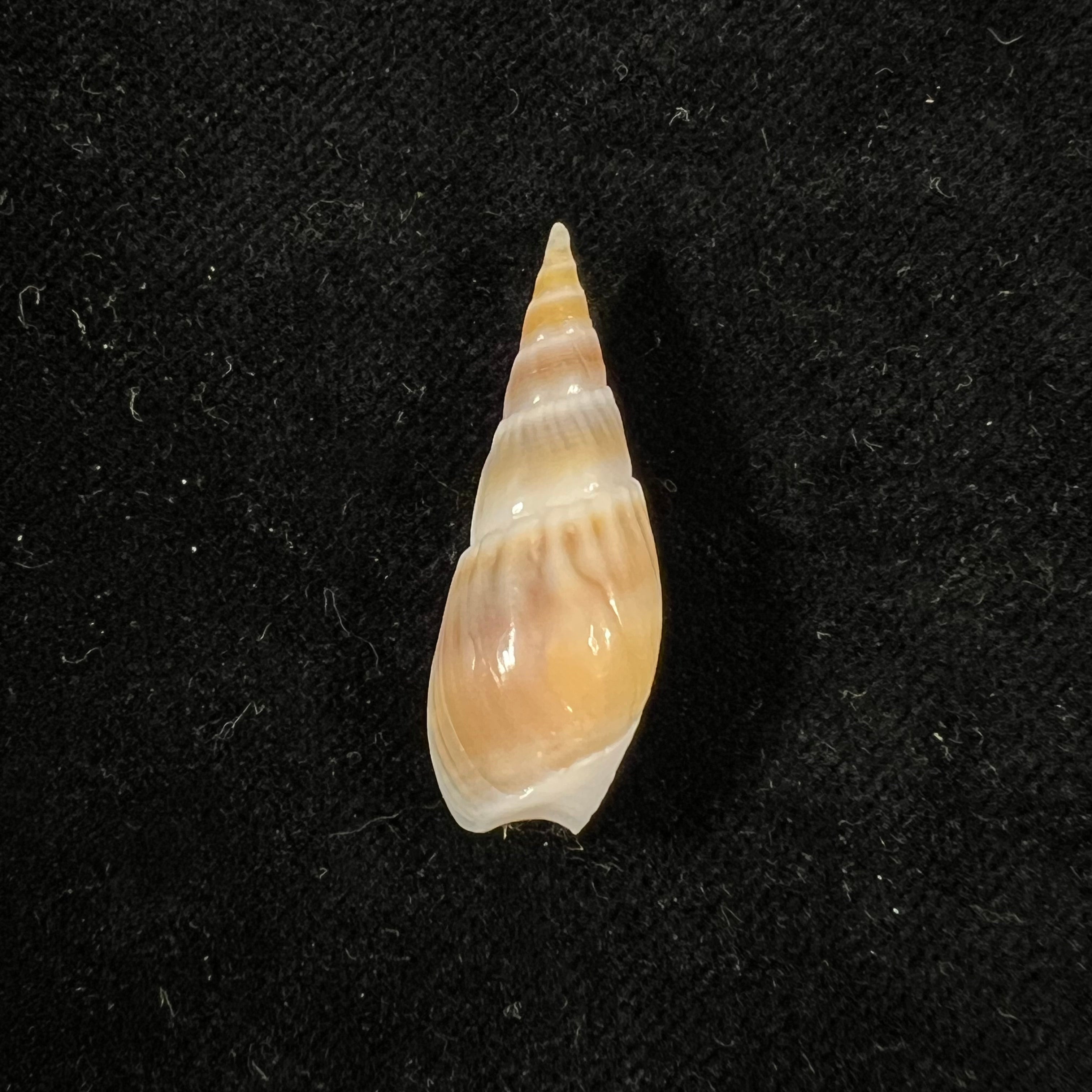 Bullia natalensis (Krauss, 1848) - 32,4mm