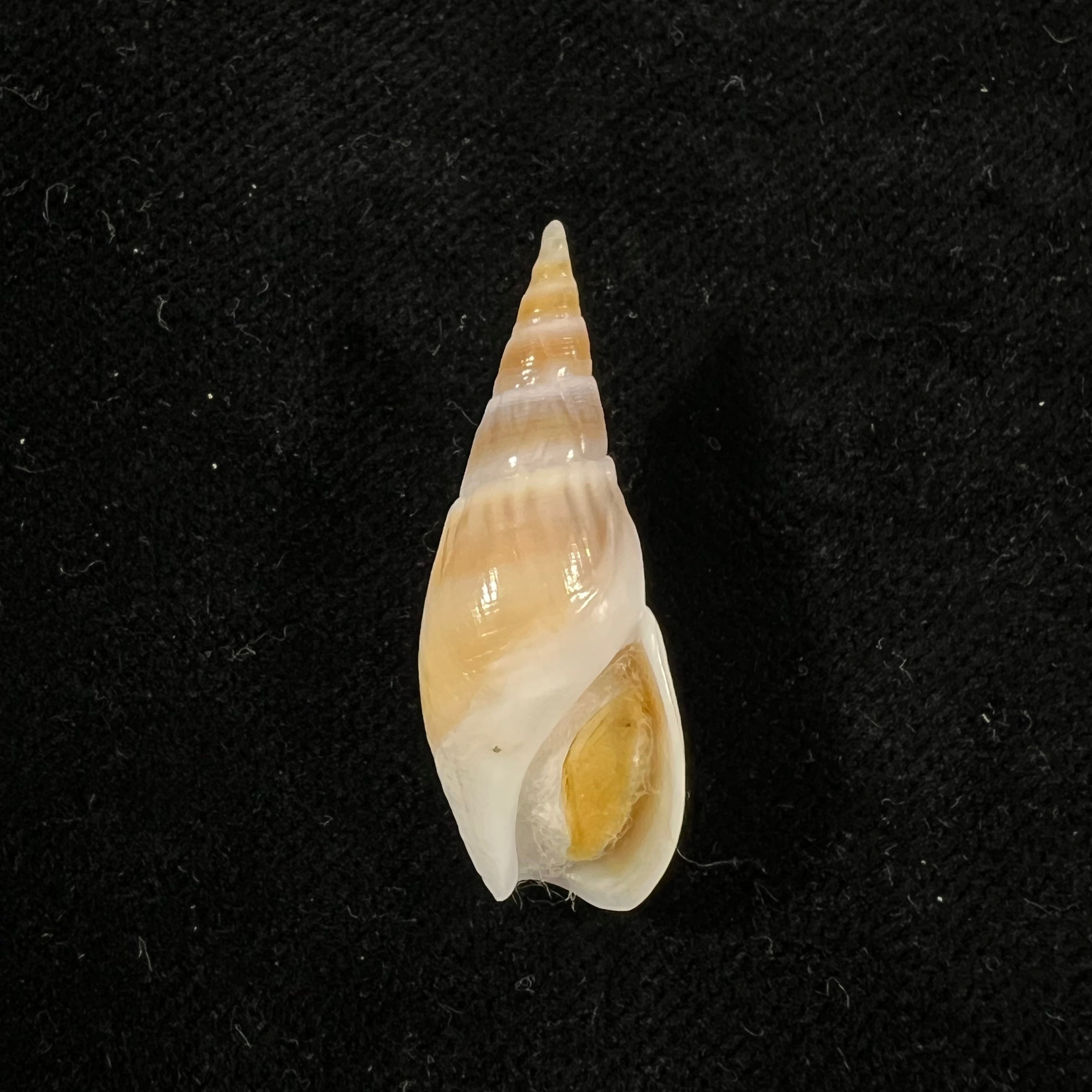 Bullia natalensis (Krauss, 1848) - 32,4mm