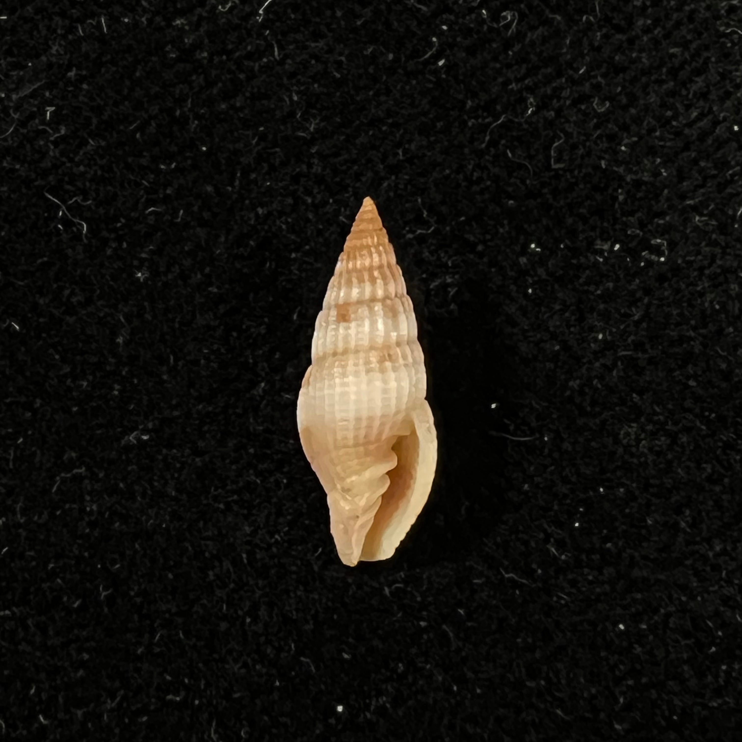 Vexillum sculptile (Reeve, 1845) - 15,9mm