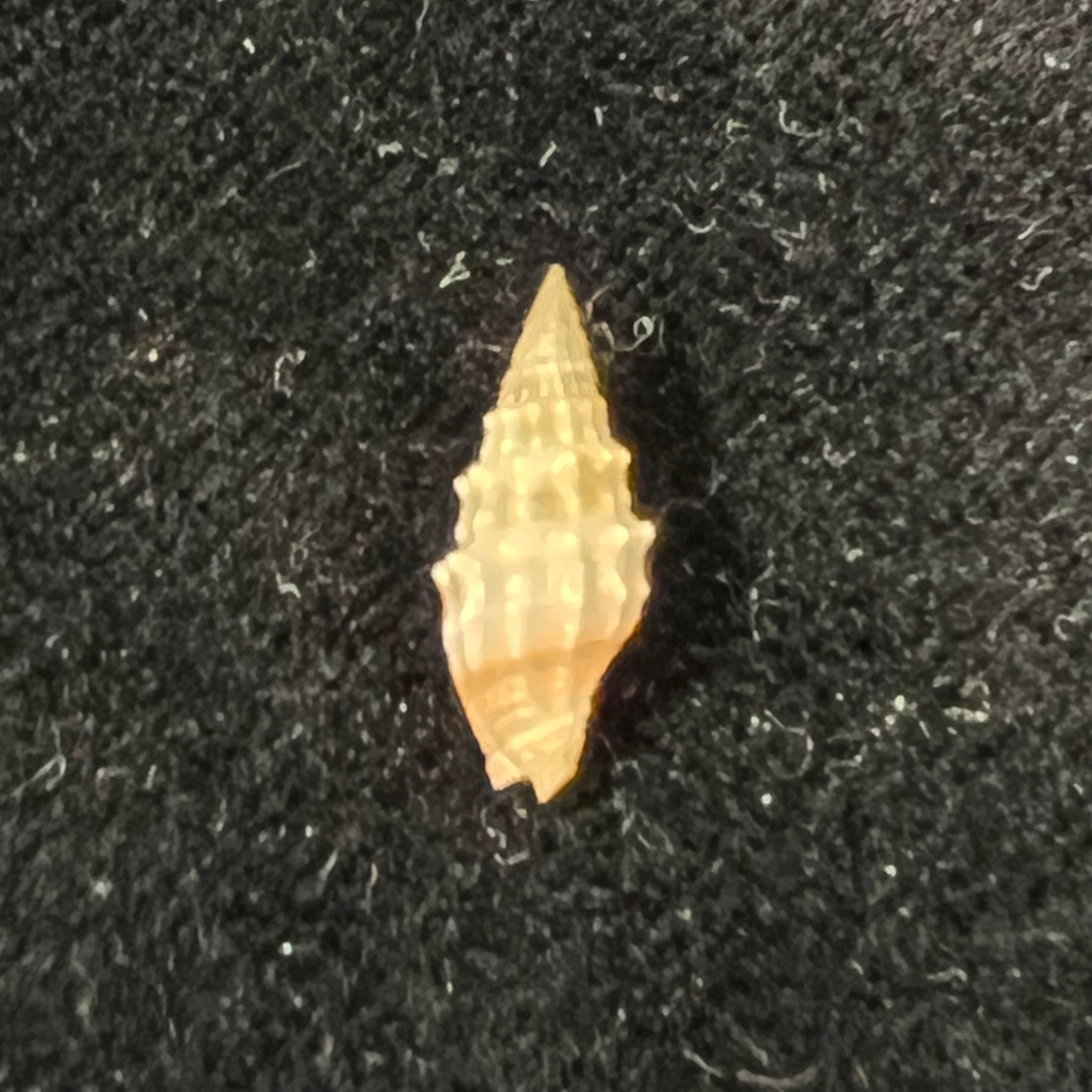 Vexillum coronatum (Helbling, 1779) - 14,6mm