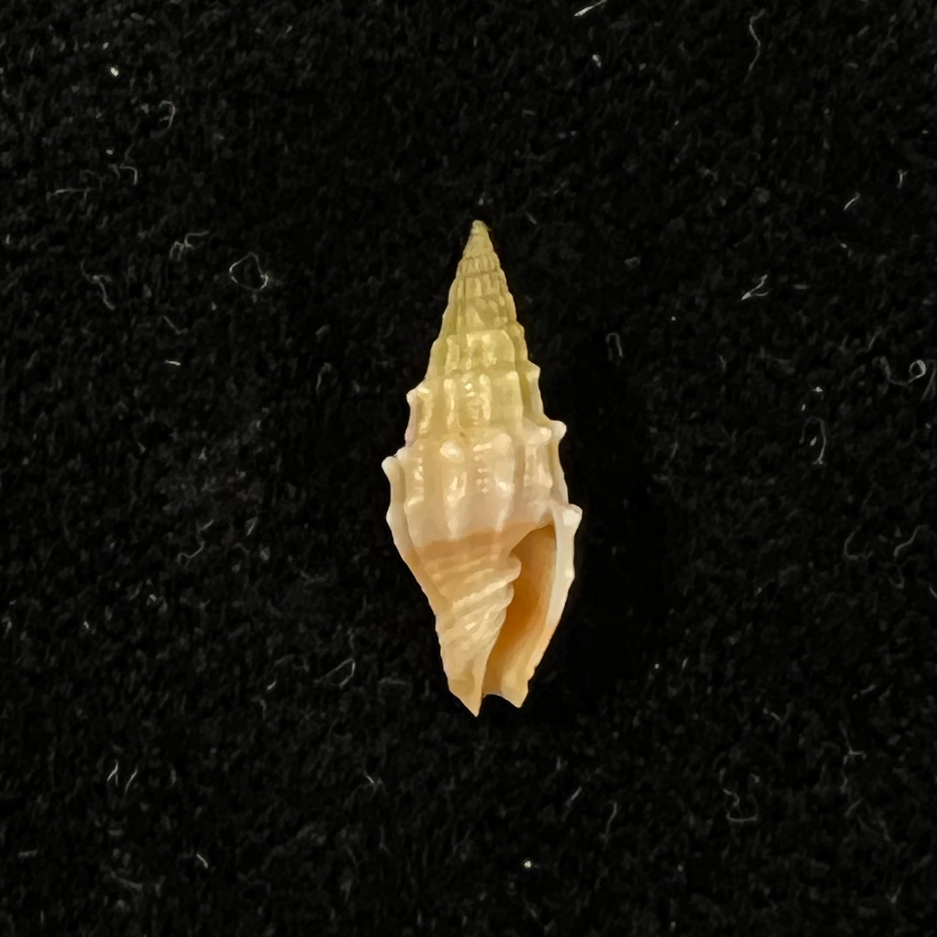 Vexillum coronatum (Helbling, 1779) - 14,6mm