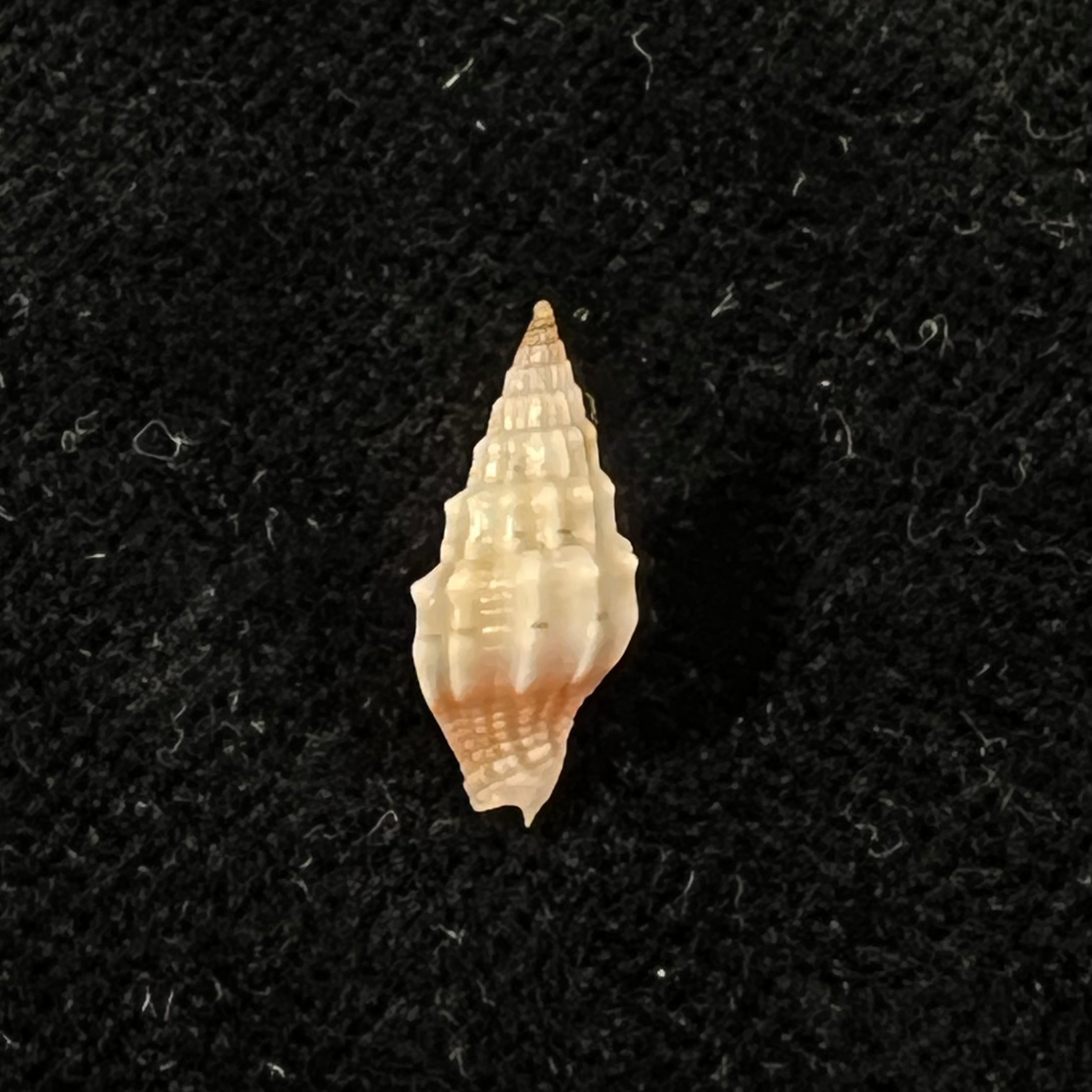 Vexillum coronatum (Helbling, 1779) - 13,4mm