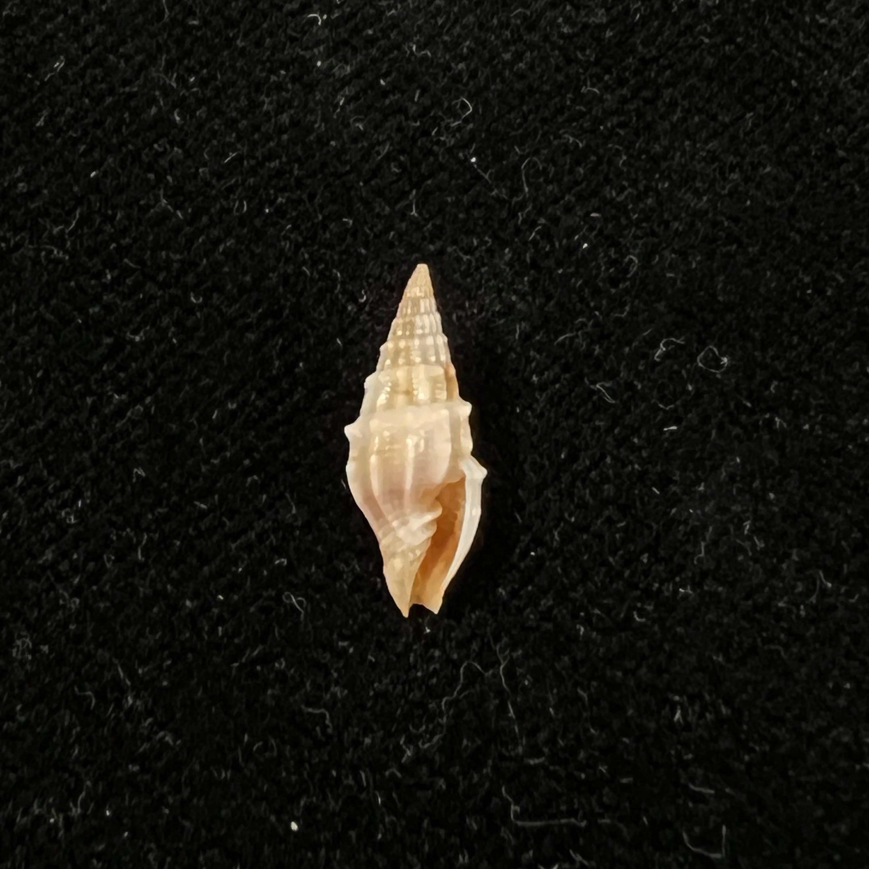 Vexillum coronatum (Helbling, 1779) - 15,1mm