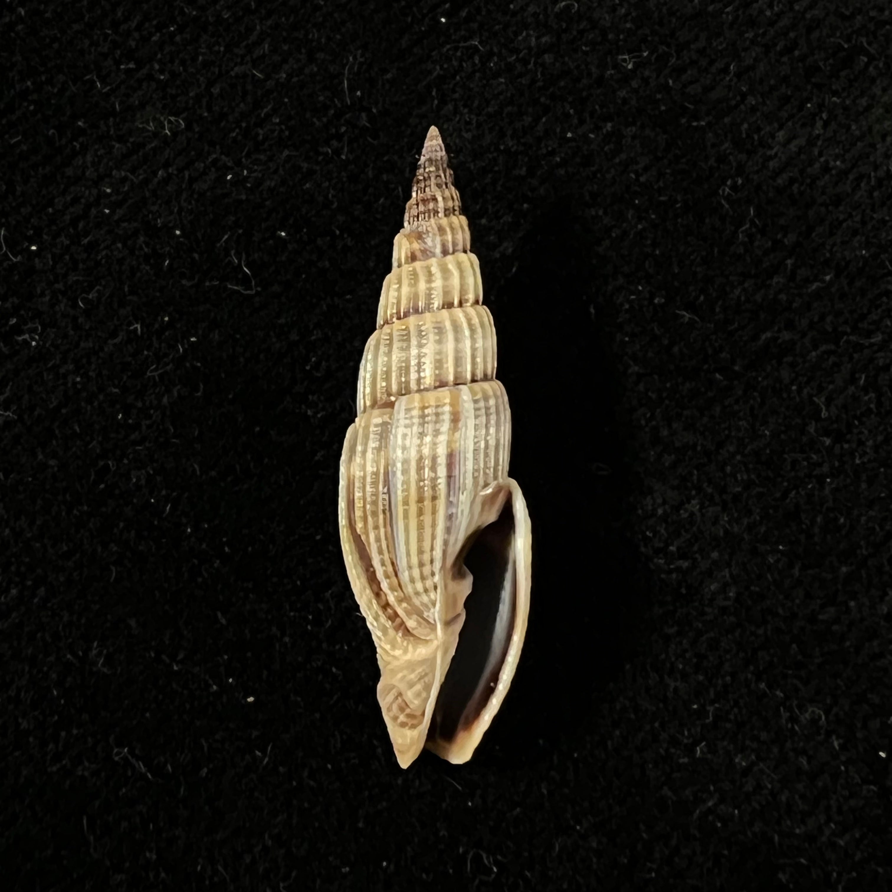 Vexillum acuminatum (Gmelin, 1791) - 30,3mm