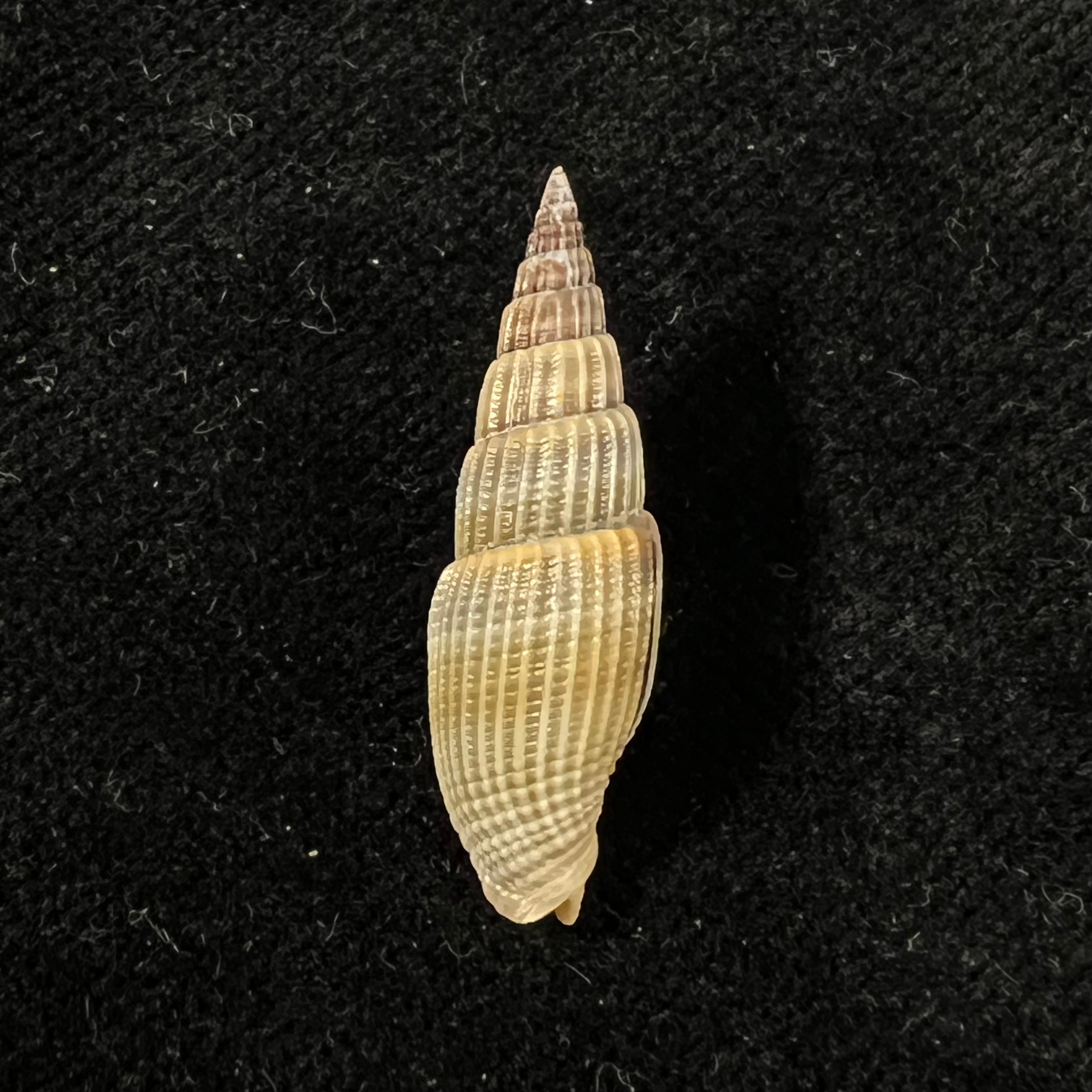 Vexillum acuminatum (Gmelin, 1791) - 27mm