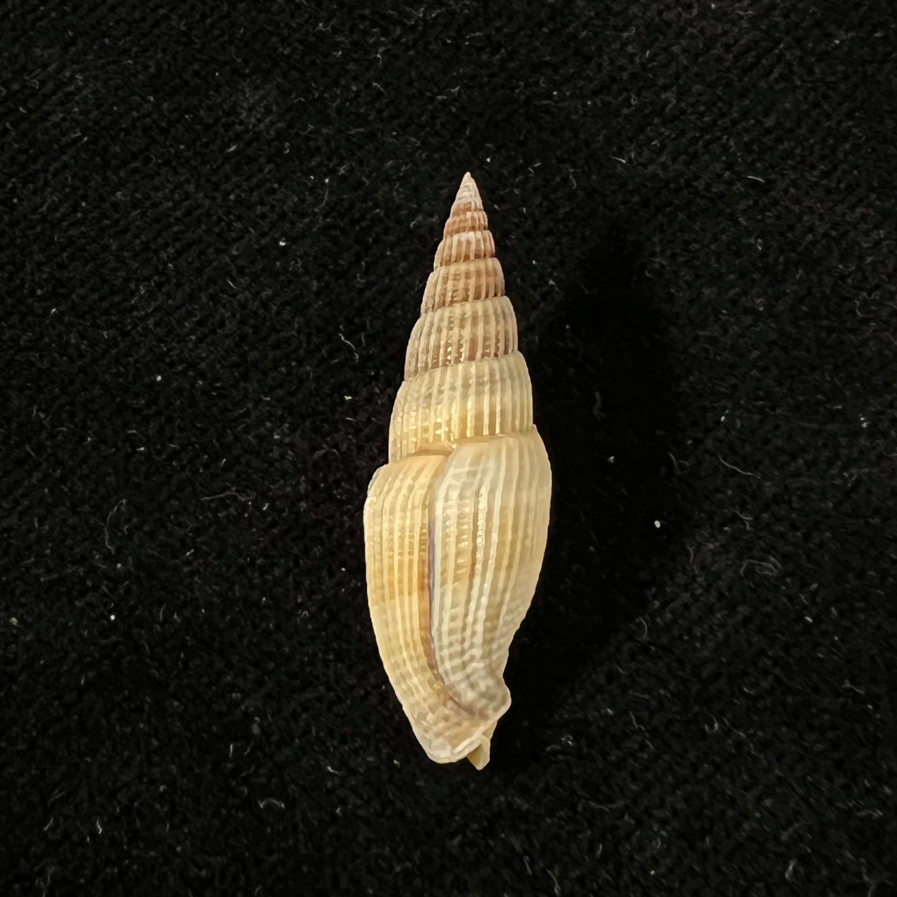 Vexillum acuminatum (Gmelin, 1791) - 31mm
