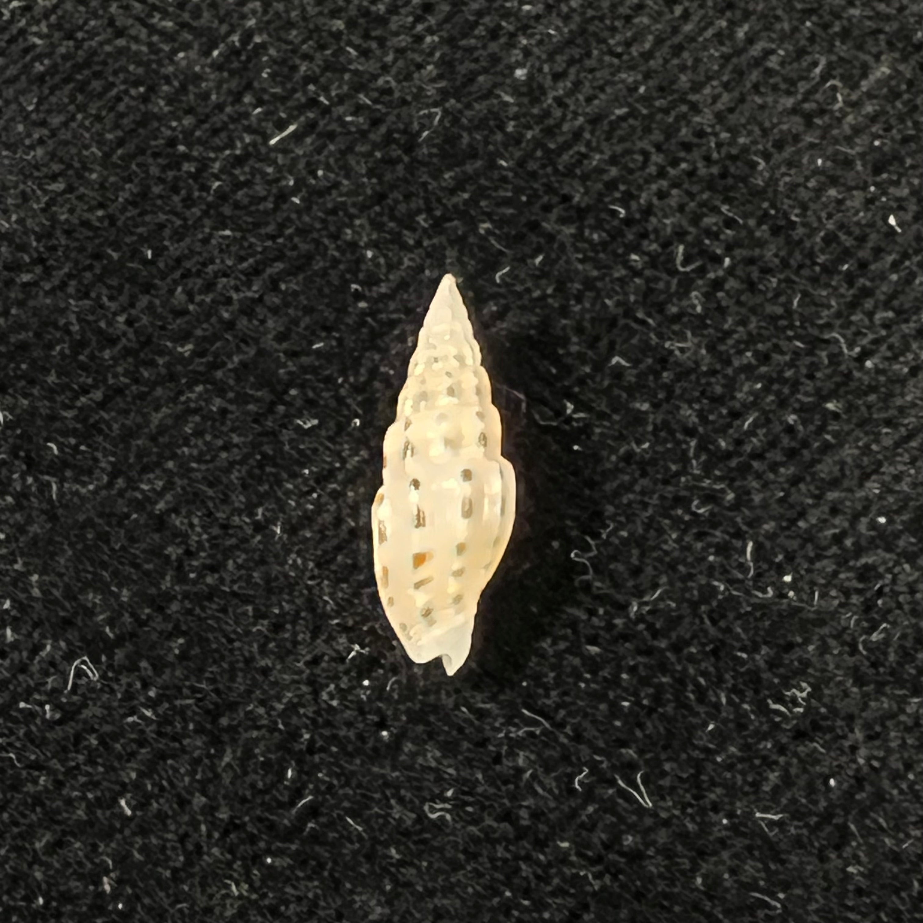 Vexillum michaui wilsi Buijse & H. Dekker, 1990 - 15mm