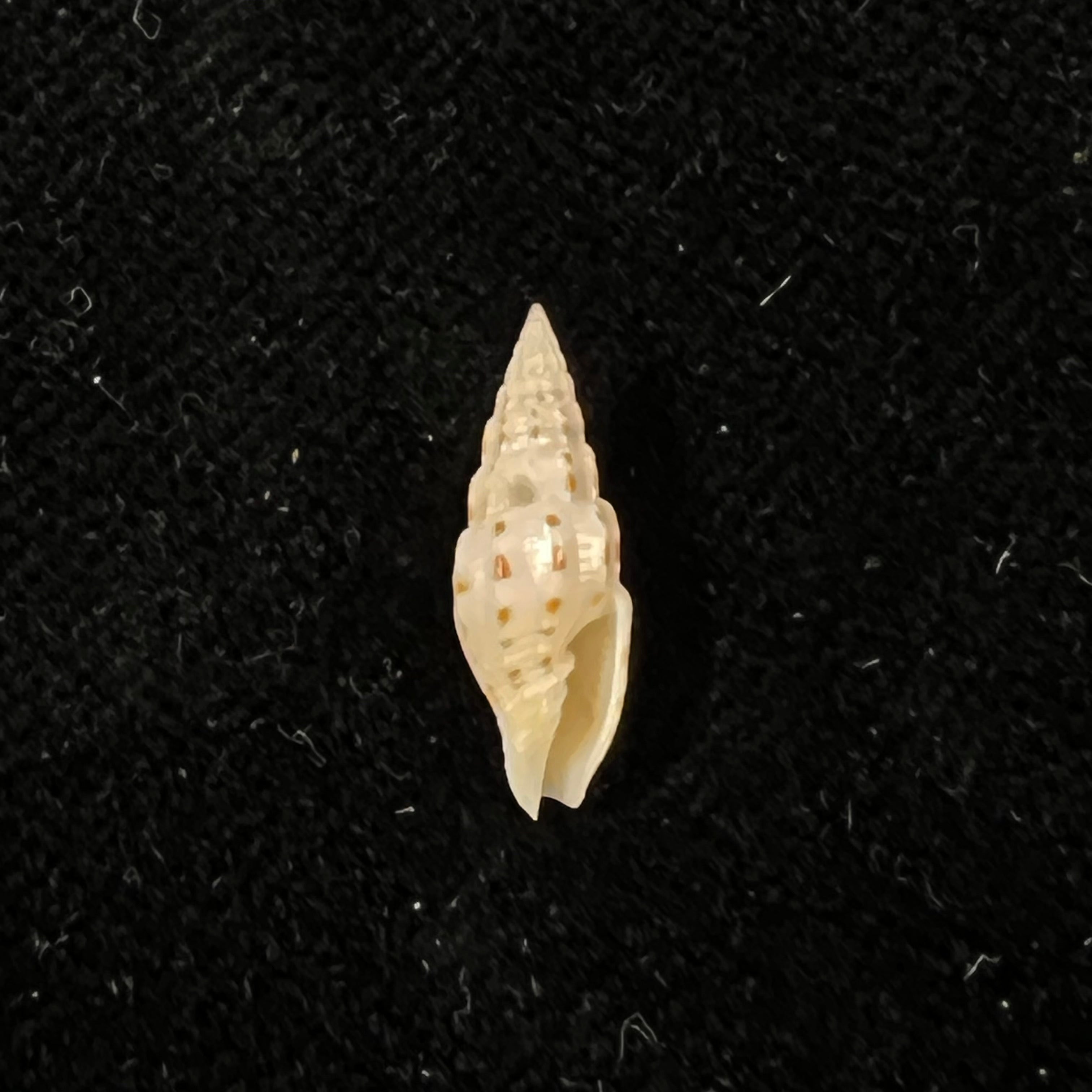 Vexillum michaui wilsi Buijse & H. Dekker, 1990 - 15mm