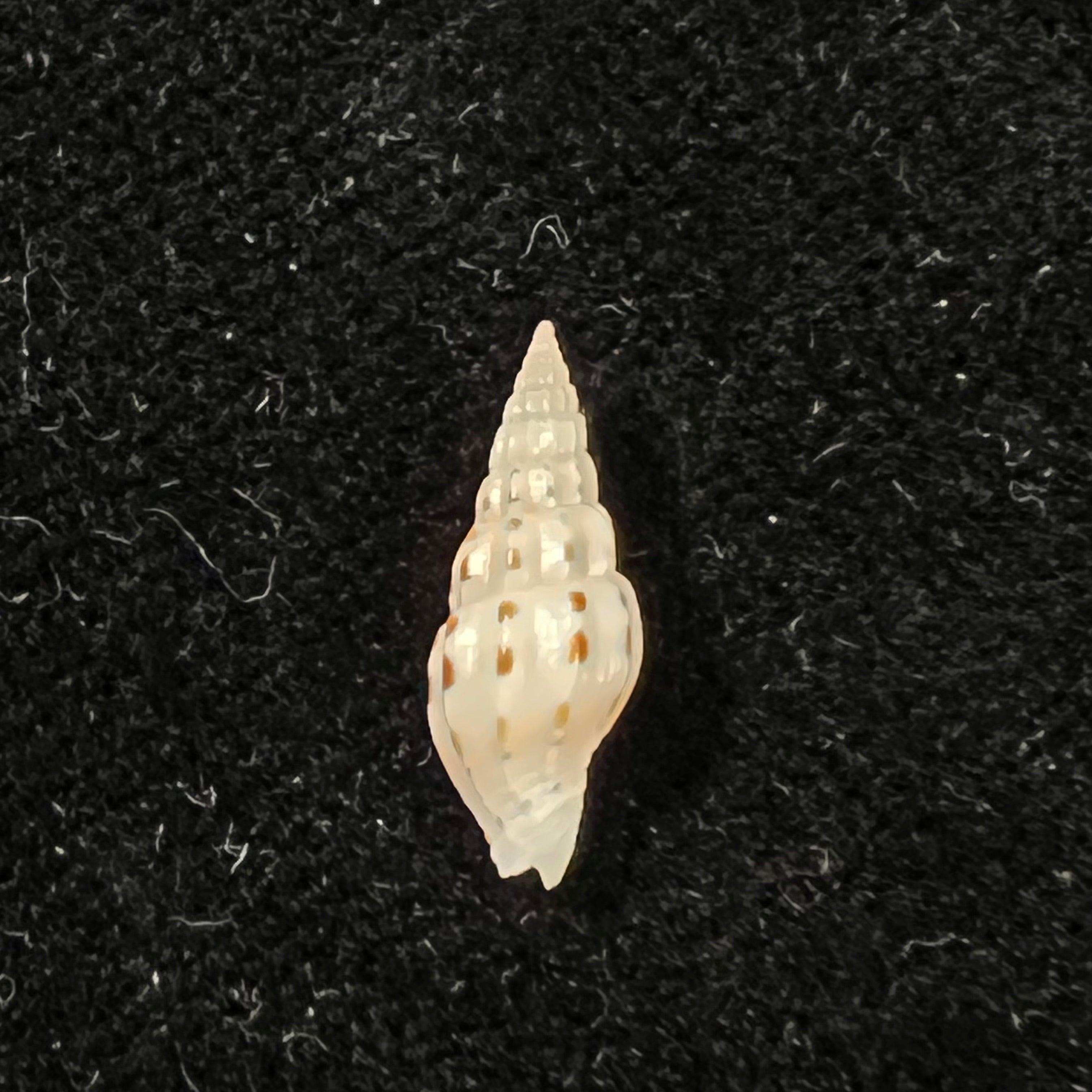 Vexillum michaui wilsi Buijse & H. Dekker, 1990 - 13,8mm