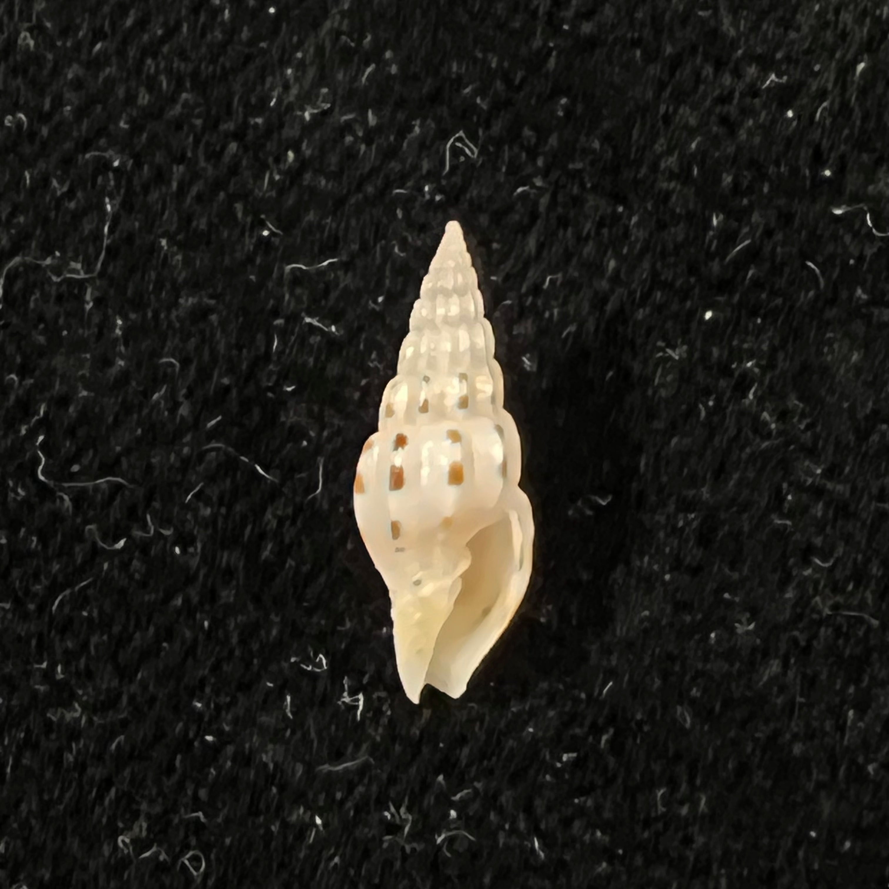 Vexillum michaui wilsi Buijse & H. Dekker, 1990 - 13,8mm