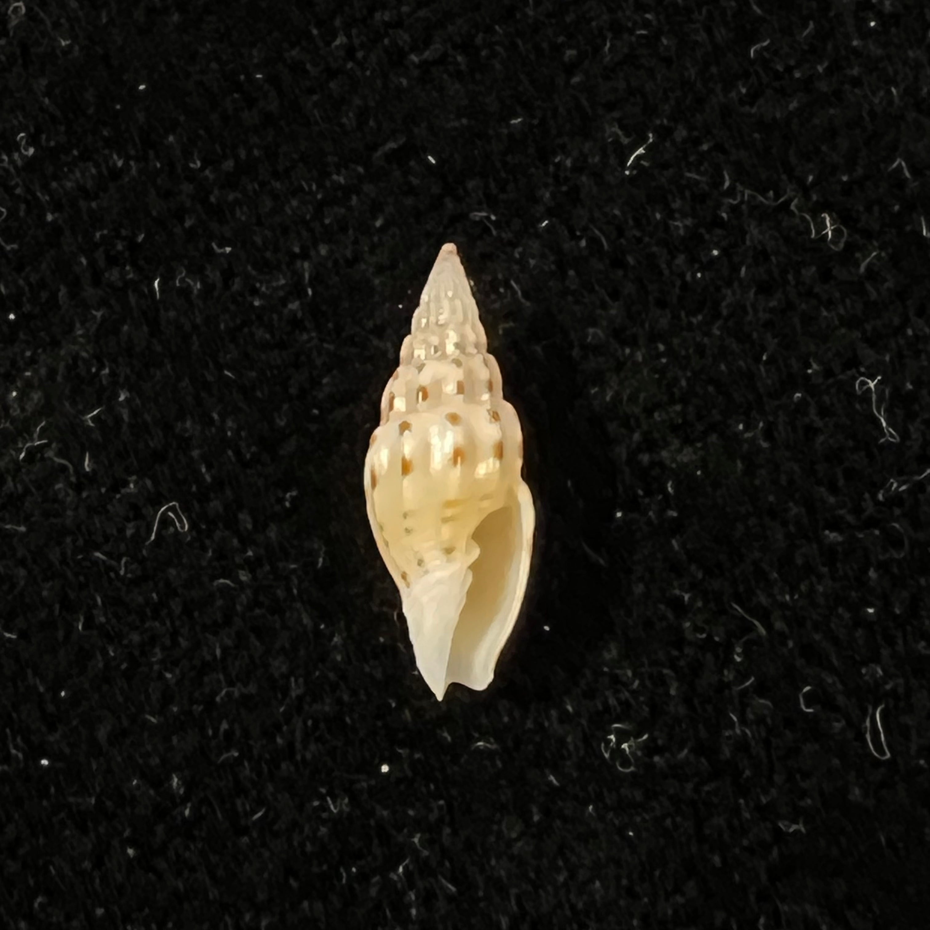 Vexillum michaui wilsi Buijse & H. Dekker, 1990 - 12,7mm