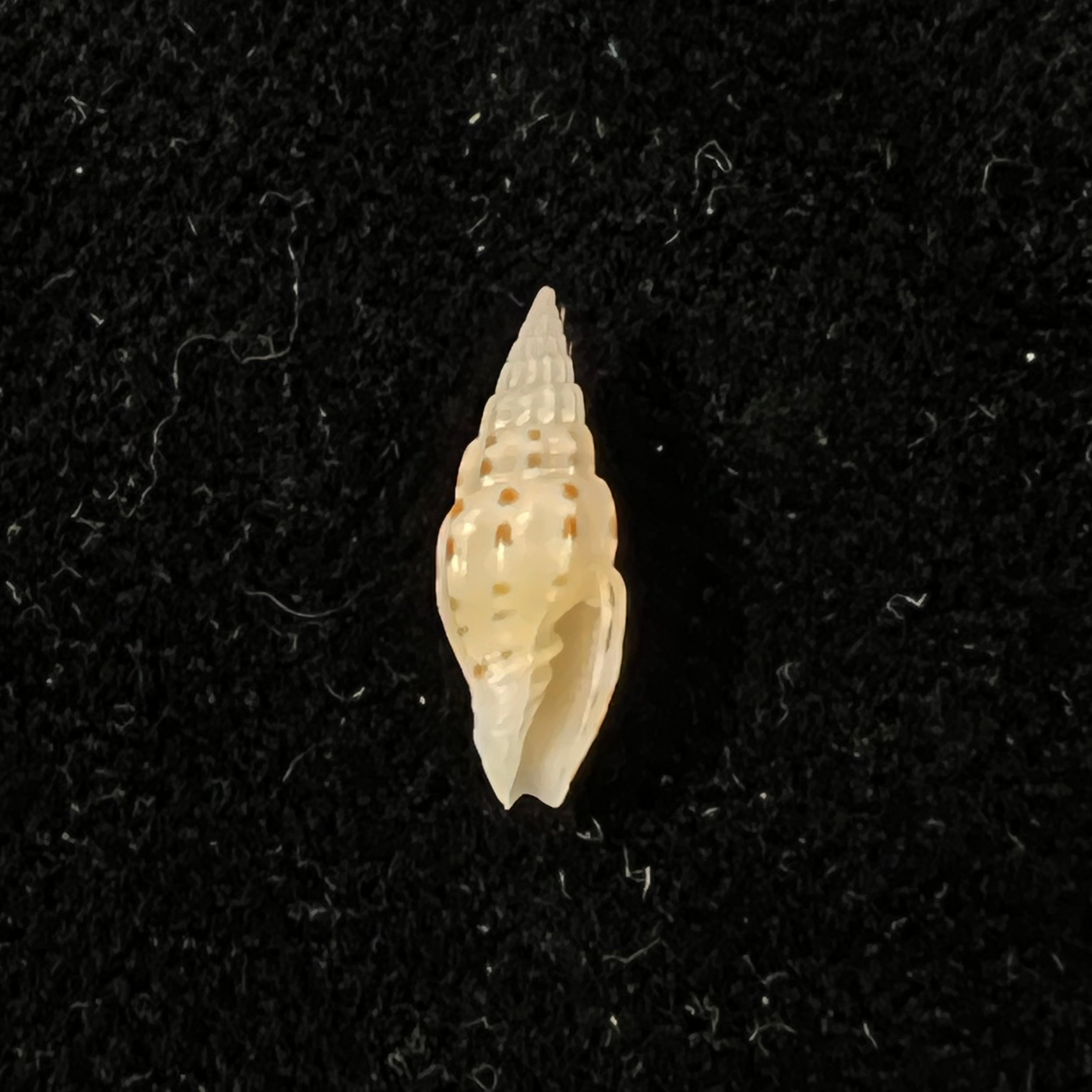 Vexillum michaui wilsi Buijse & H. Dekker, 1990 - 12,6mm