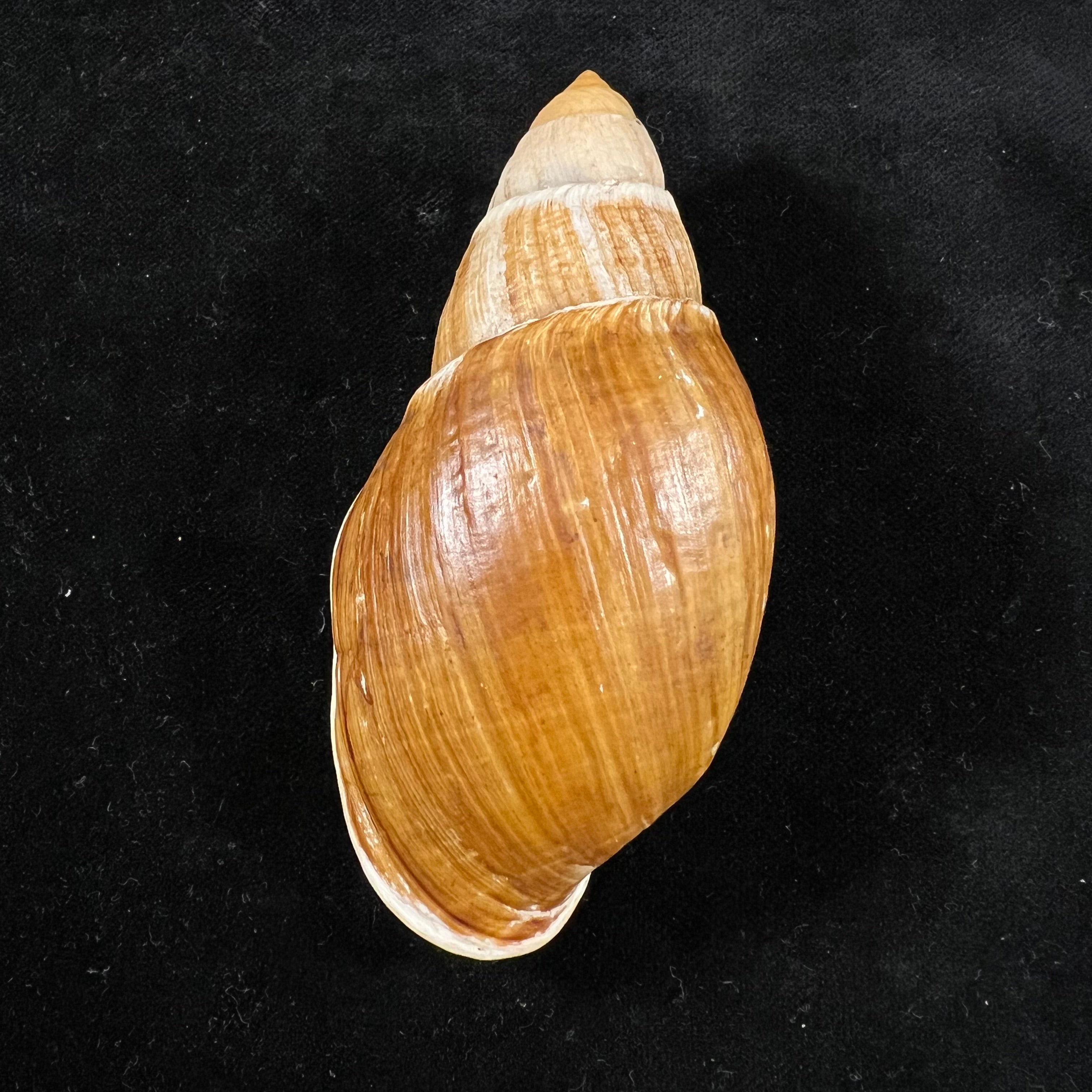 Placostylus fibratus (Martyn, 1784) - 94,1mm