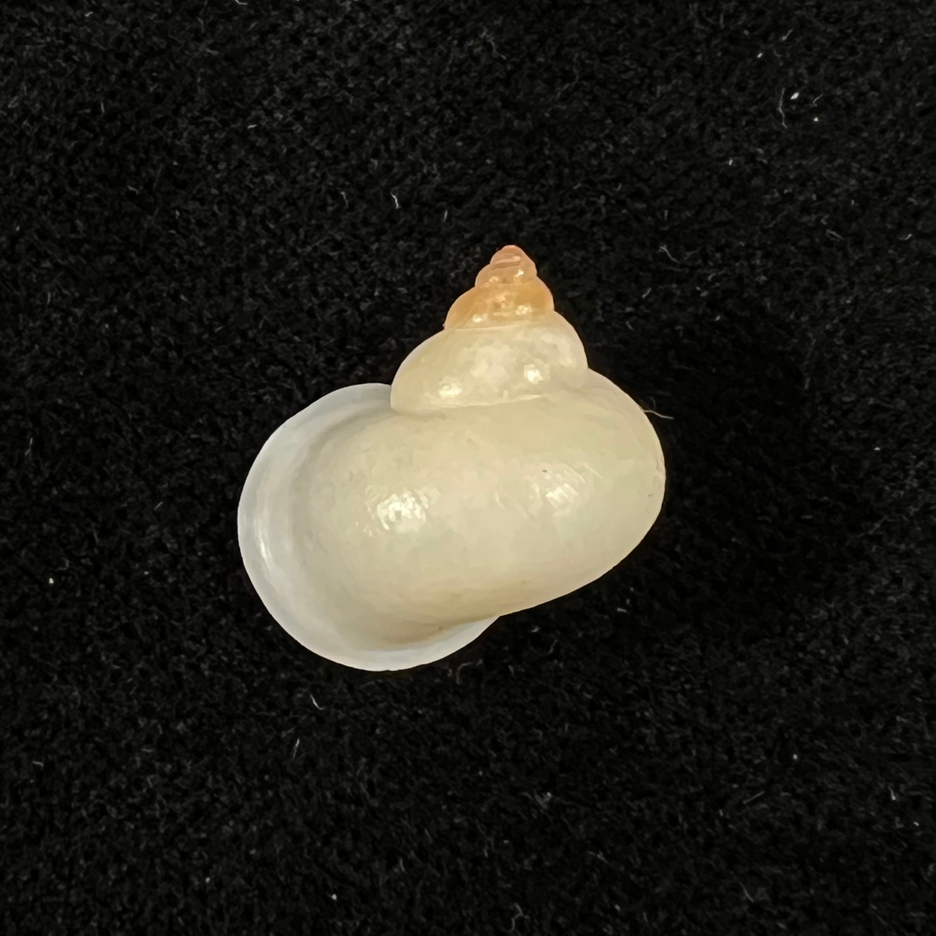 Leptopoma perlucidum (Grateloup, 1840) - 17,2mm