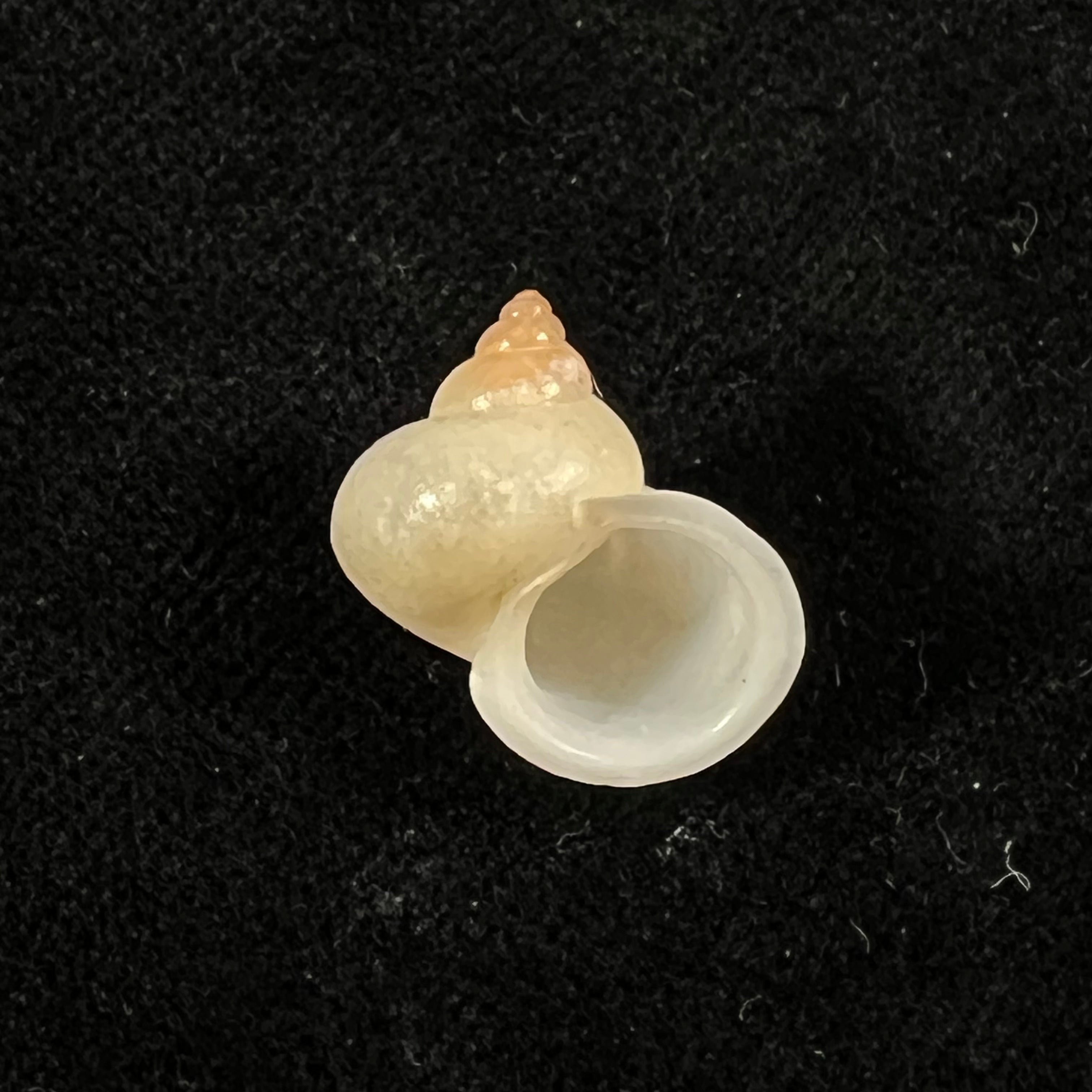 Leptopoma perlucidum (Grateloup, 1840) - 17,2mm