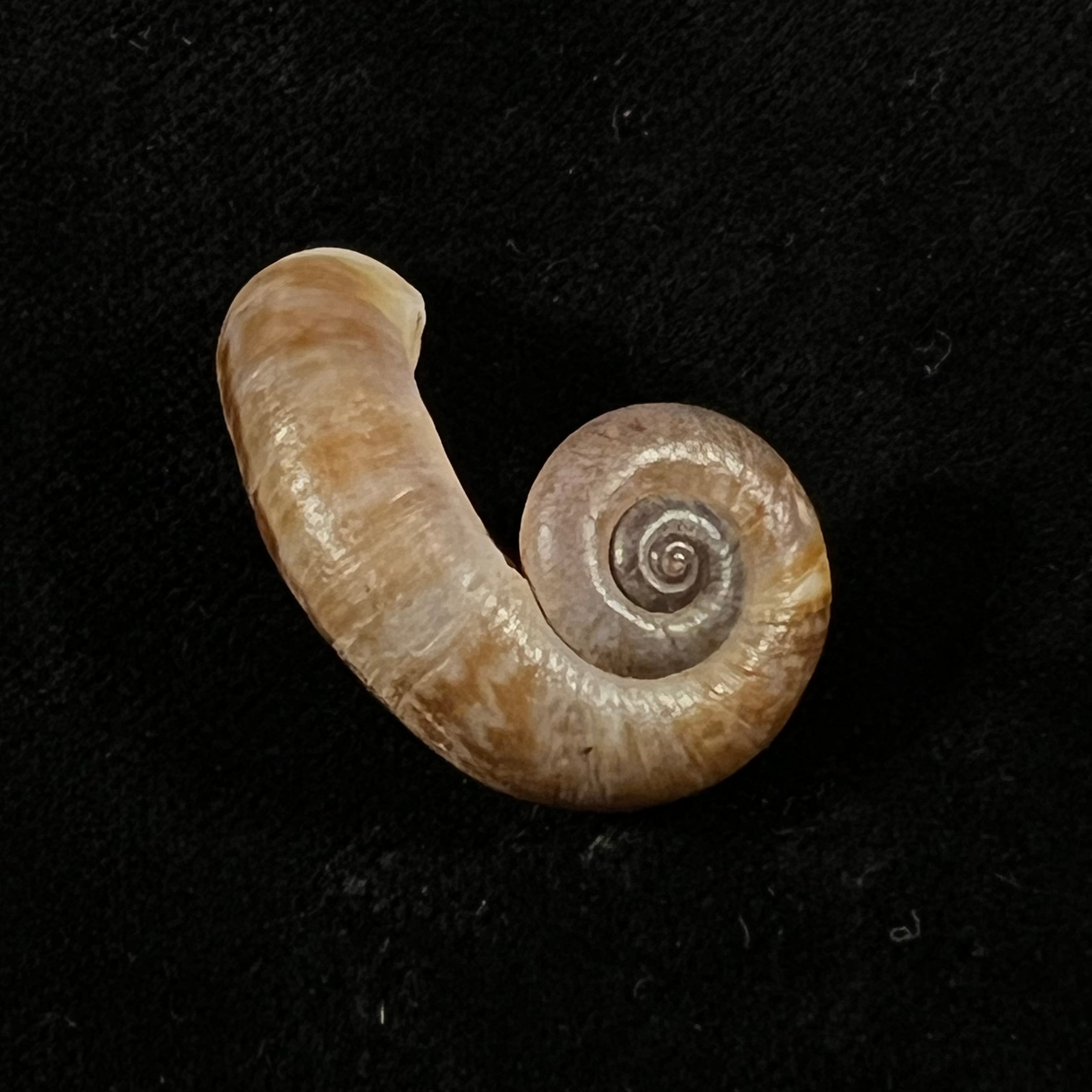 Rhiostoma chupingense Tomlin, 1938 - 32,5mm
