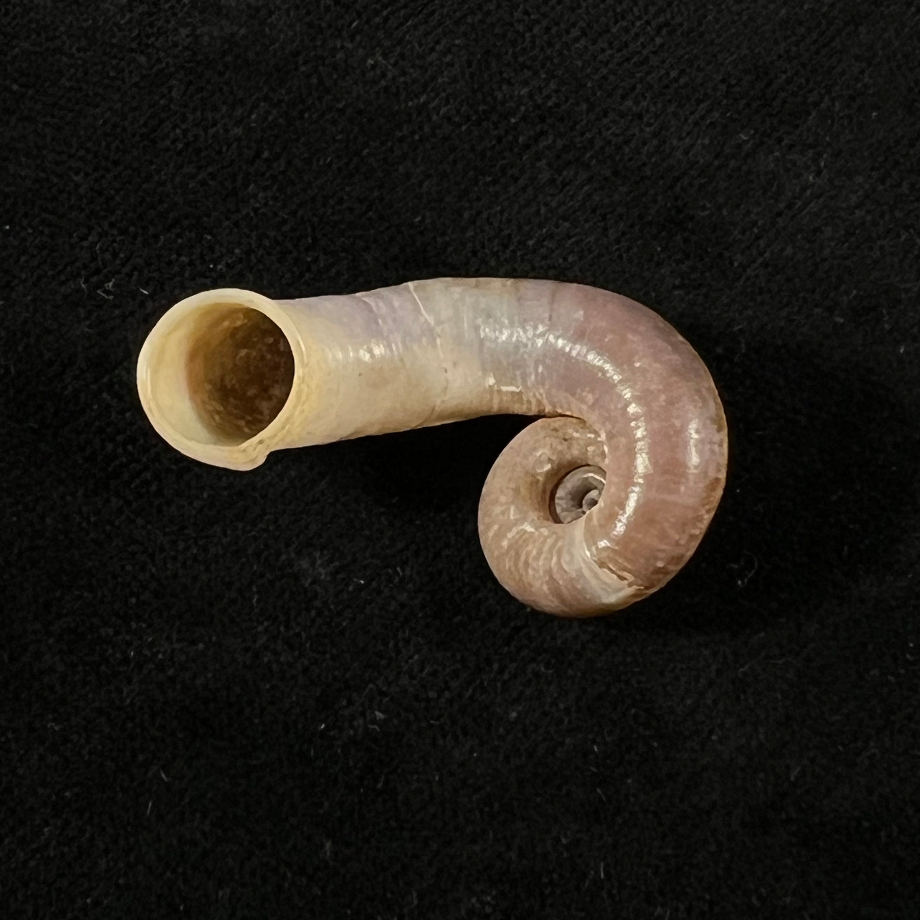 Rhiostoma chupingense Tomlin, 1938 - 32,5mm