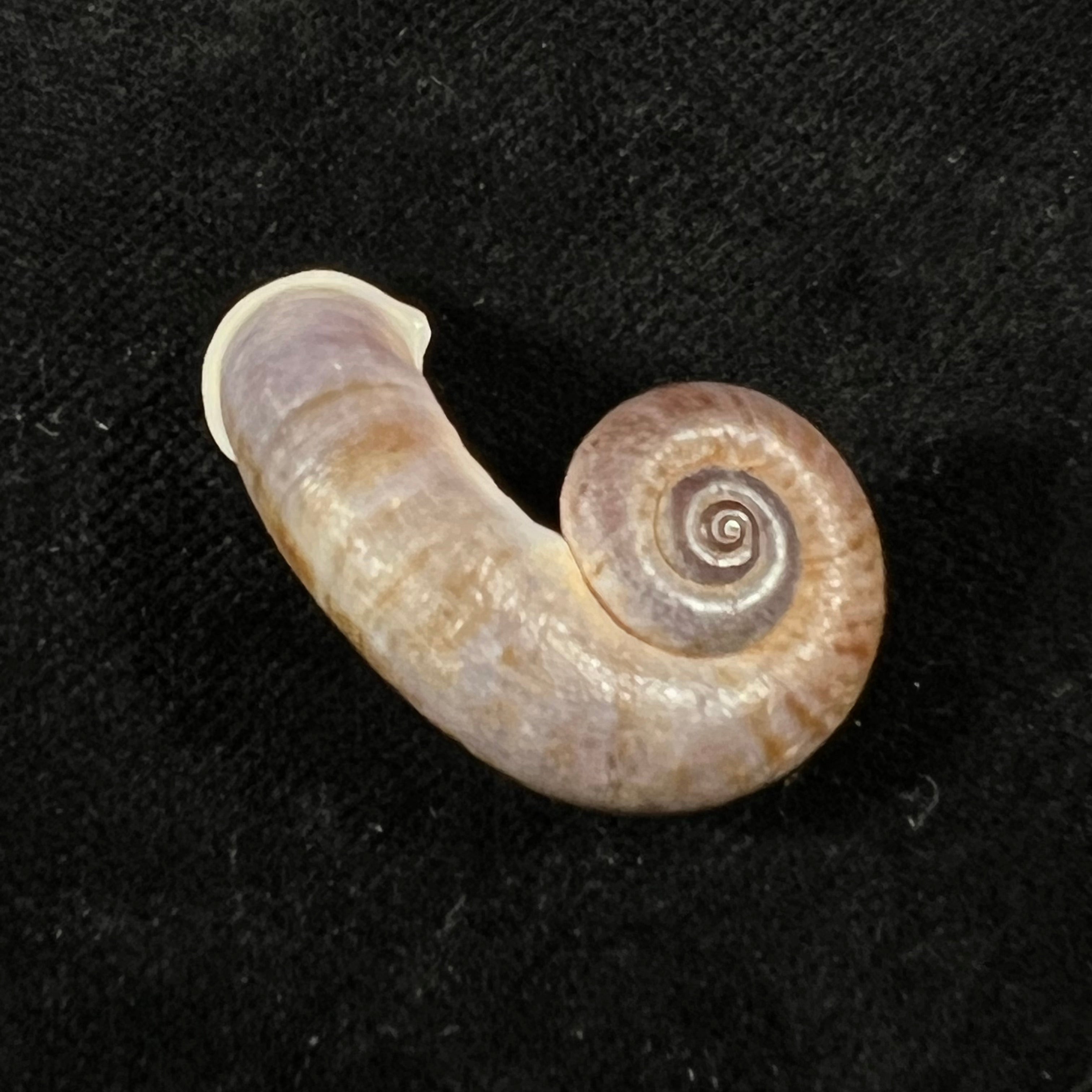 Rhiostoma chupingense Tomlin, 1938 - 32,2mm