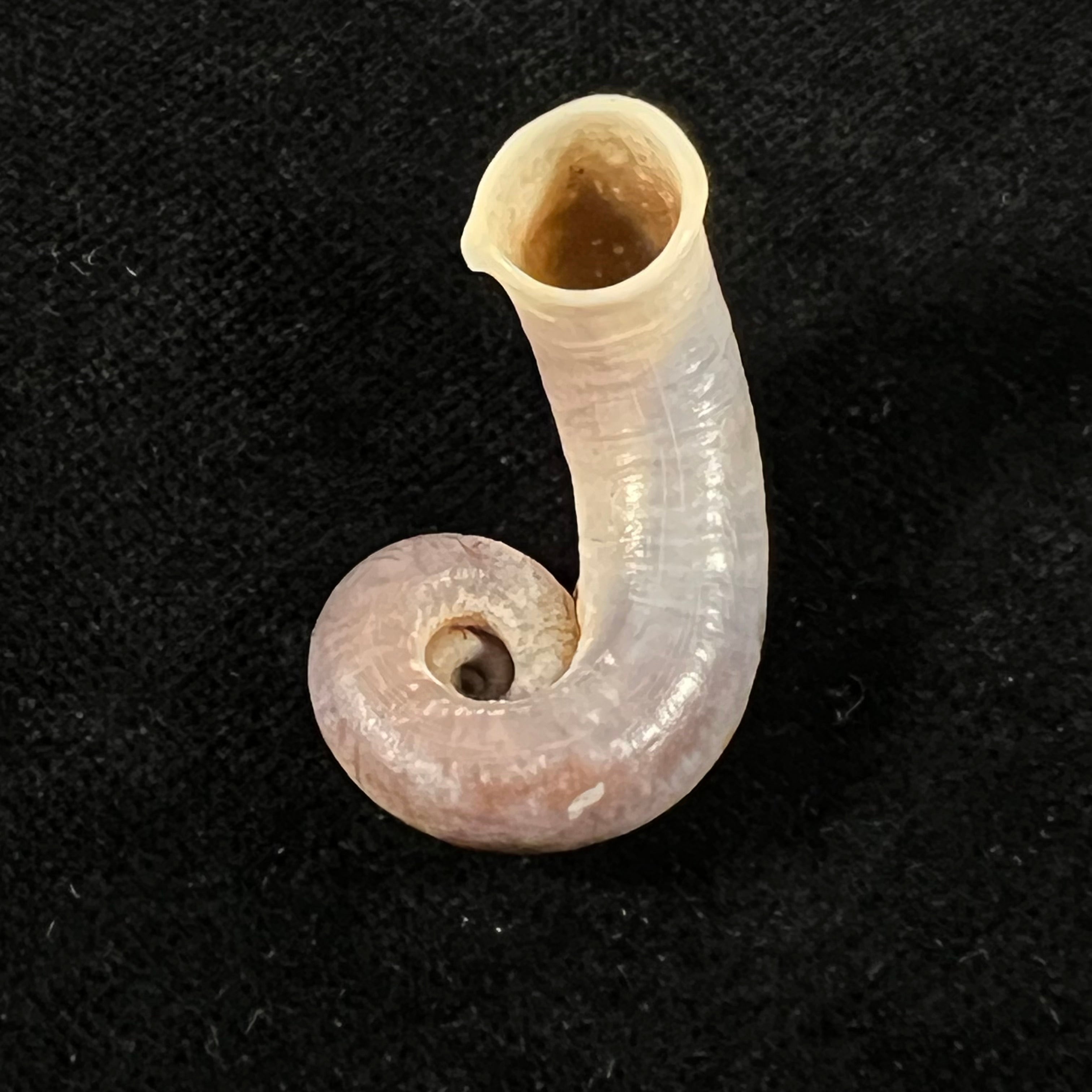 Rhiostoma chupingense Tomlin, 1938 - 32,2mm