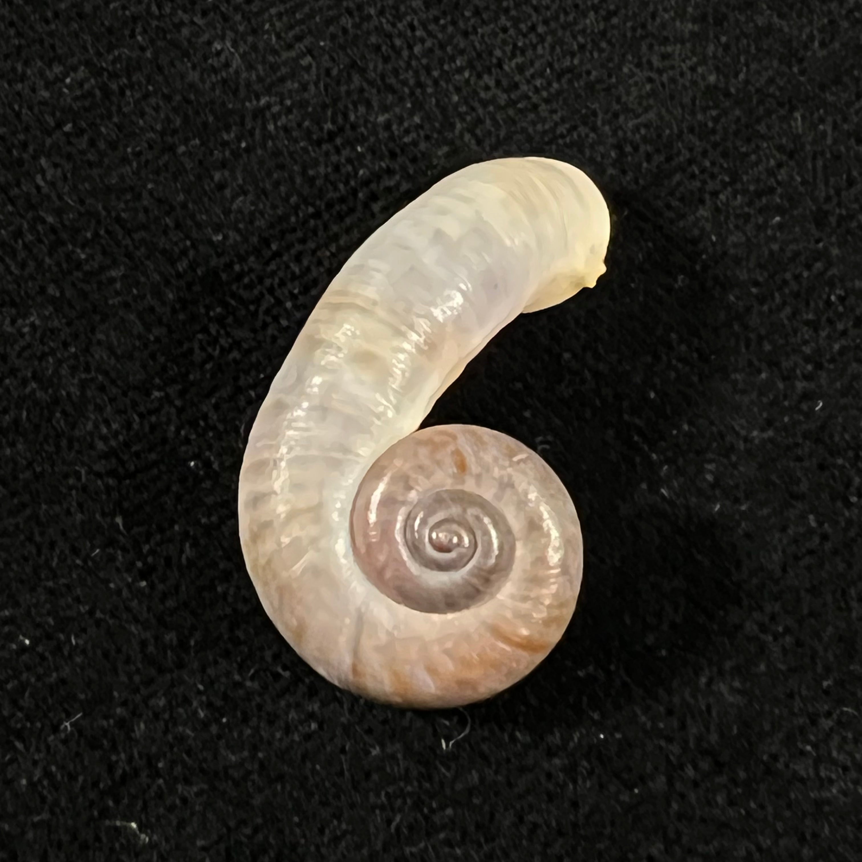 Rhiostoma chupingense Tomlin, 1938 - 32,3mm