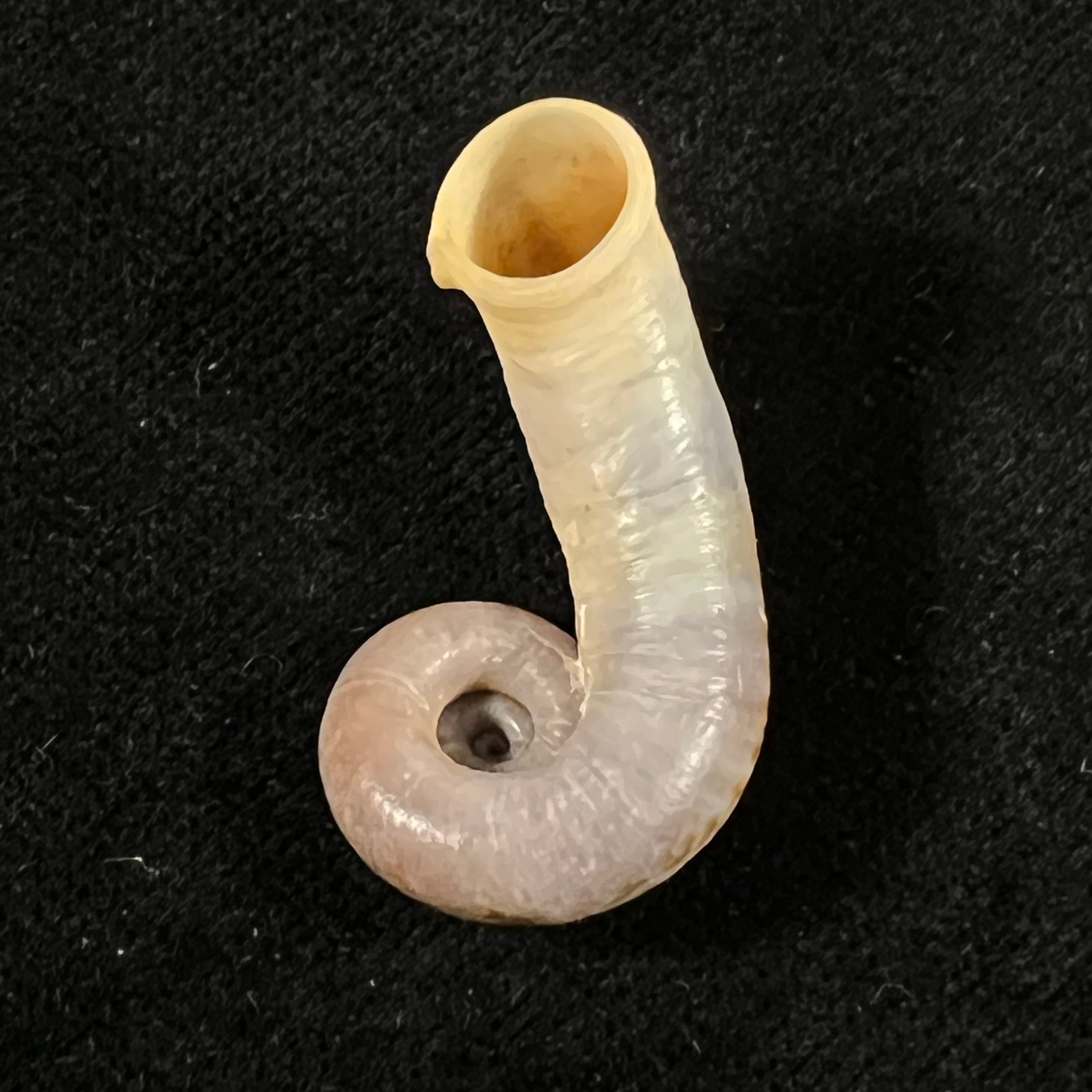 Rhiostoma chupingense Tomlin, 1938 - 32,3mm