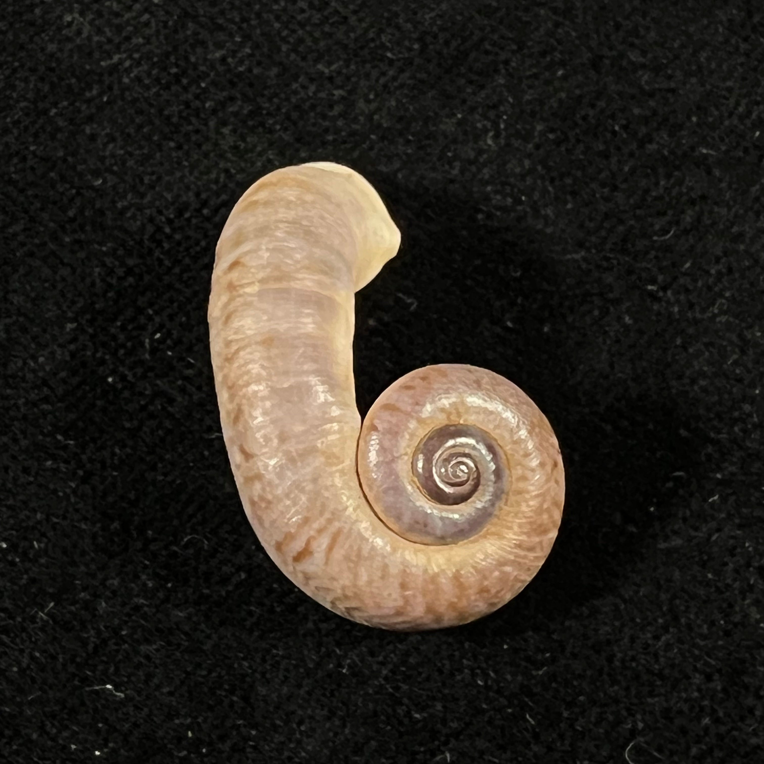 Rhiostoma chupingense Tomlin, 1938 - 31,7mm