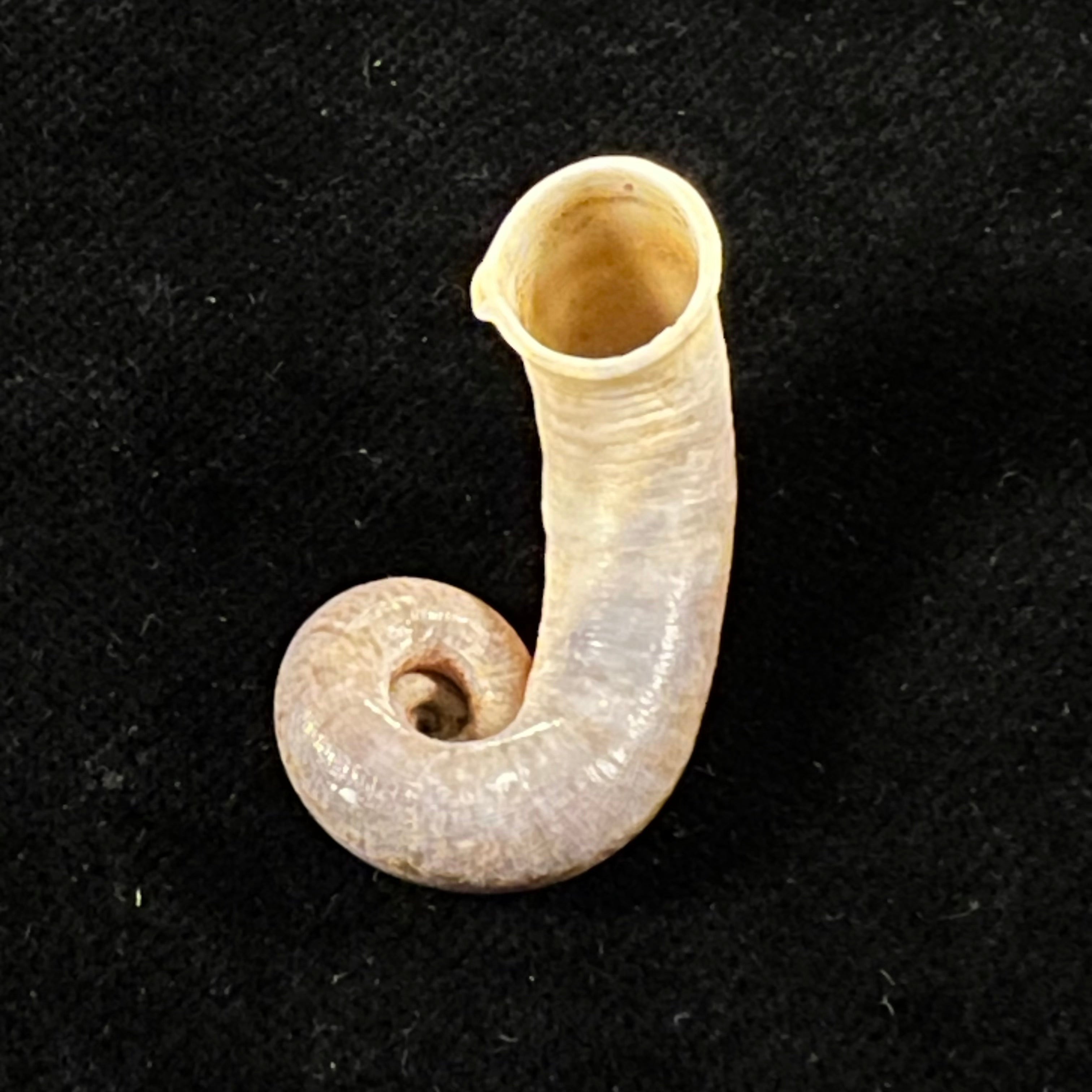 Rhiostoma chupingense Tomlin, 1938 - 31,7mm