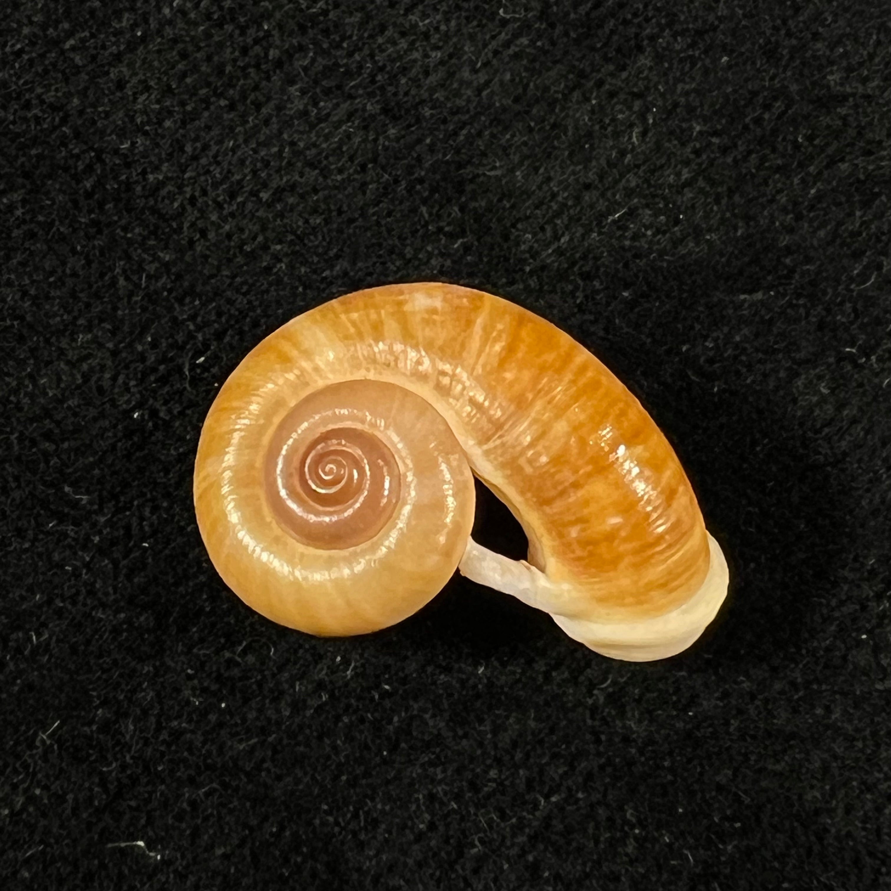 Rhiostoma smithi Bartsch, 1932 - 23,2mm