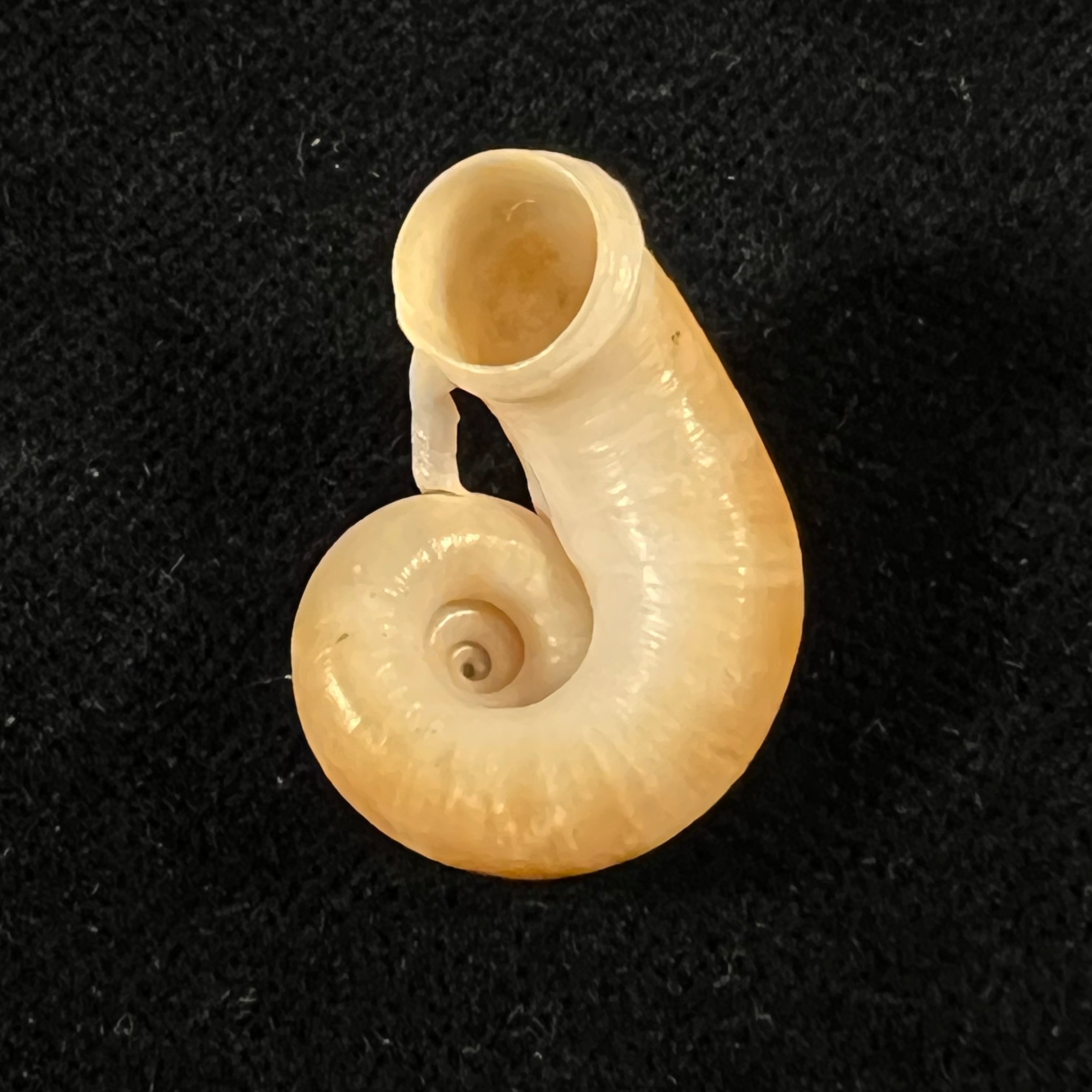 Rhiostoma smithi Bartsch, 1932 - 23,2mm