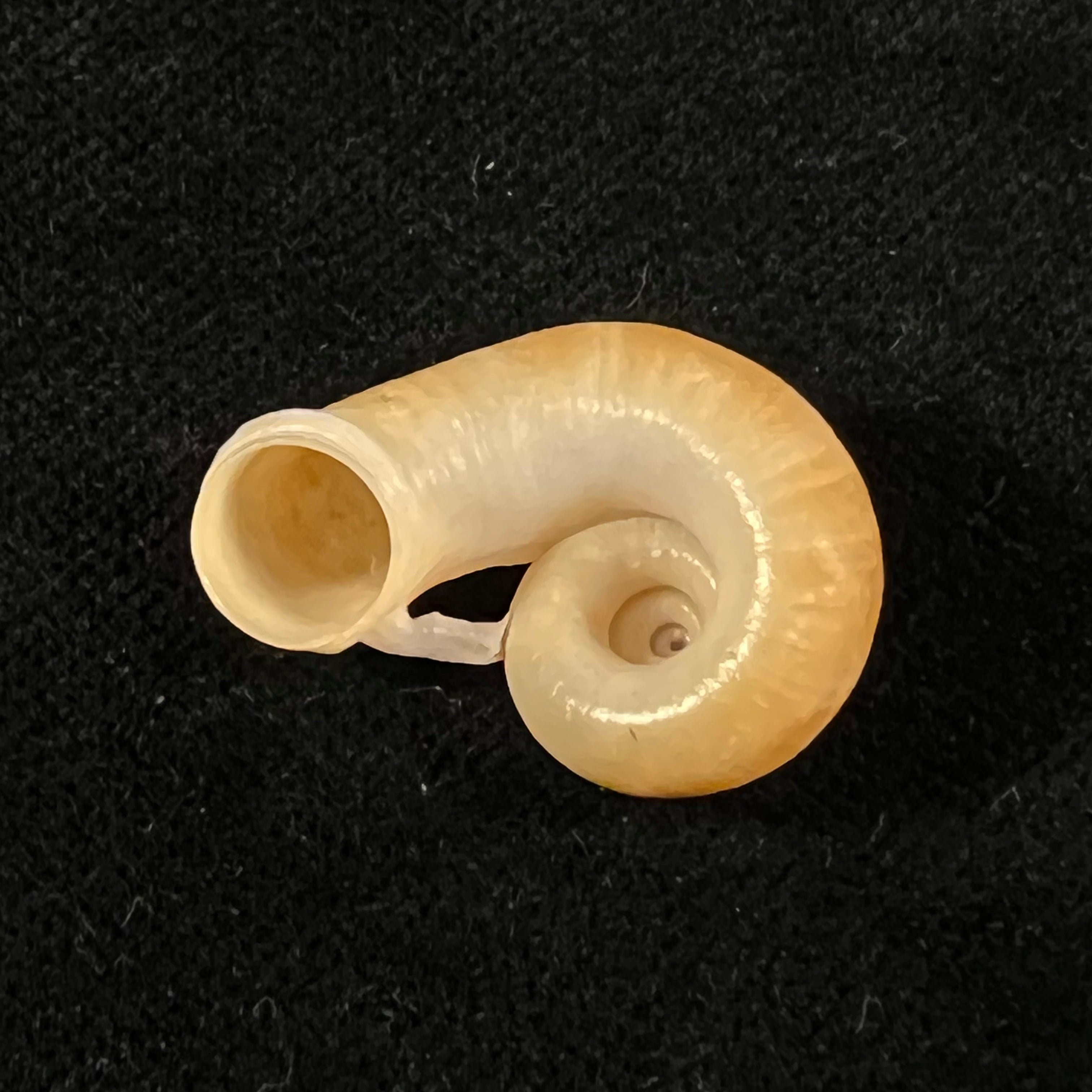 Rhiostoma smithi Bartsch, 1932 - 23,2mm