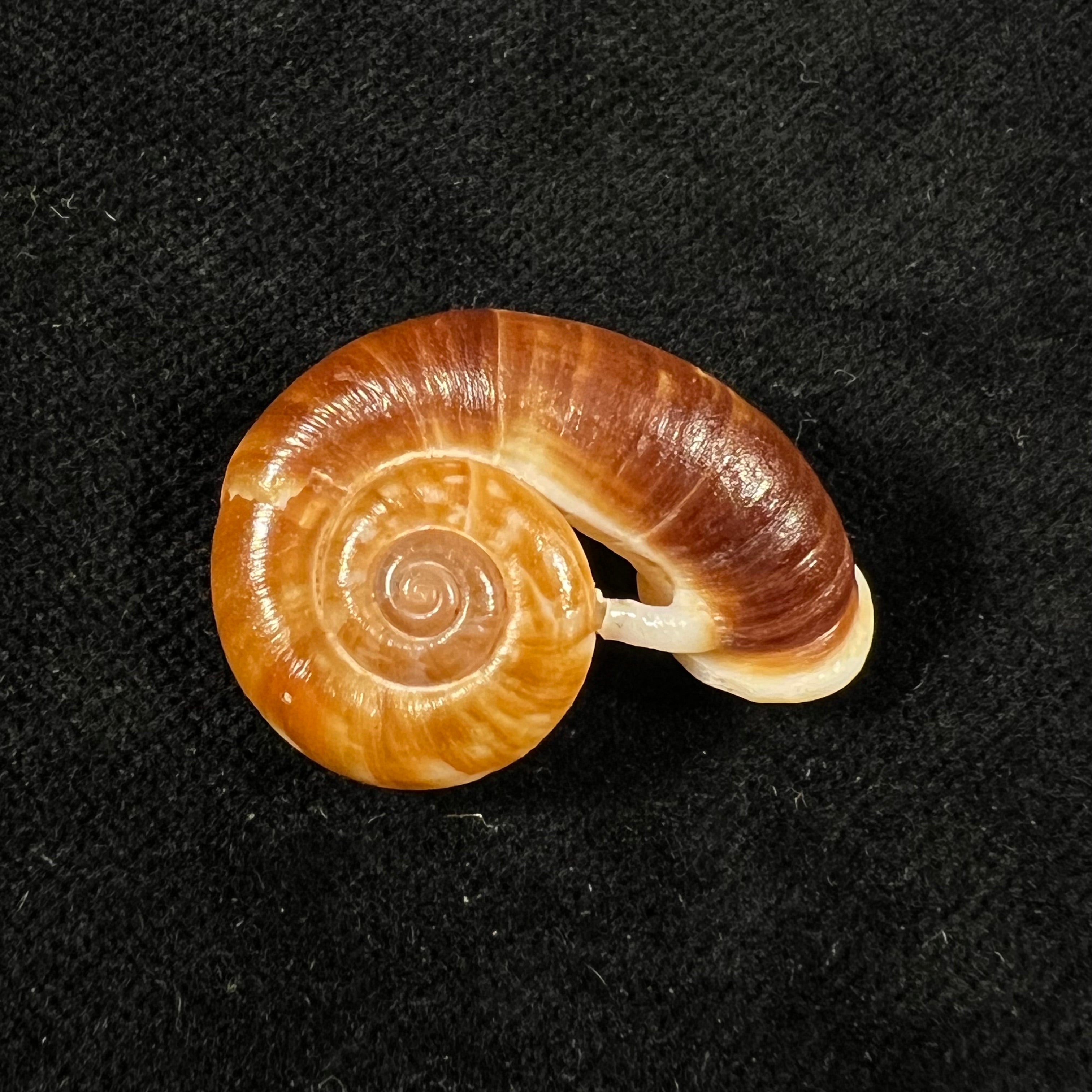 Rhiostoma jalorense Sykes, 1903 - 29,8mm