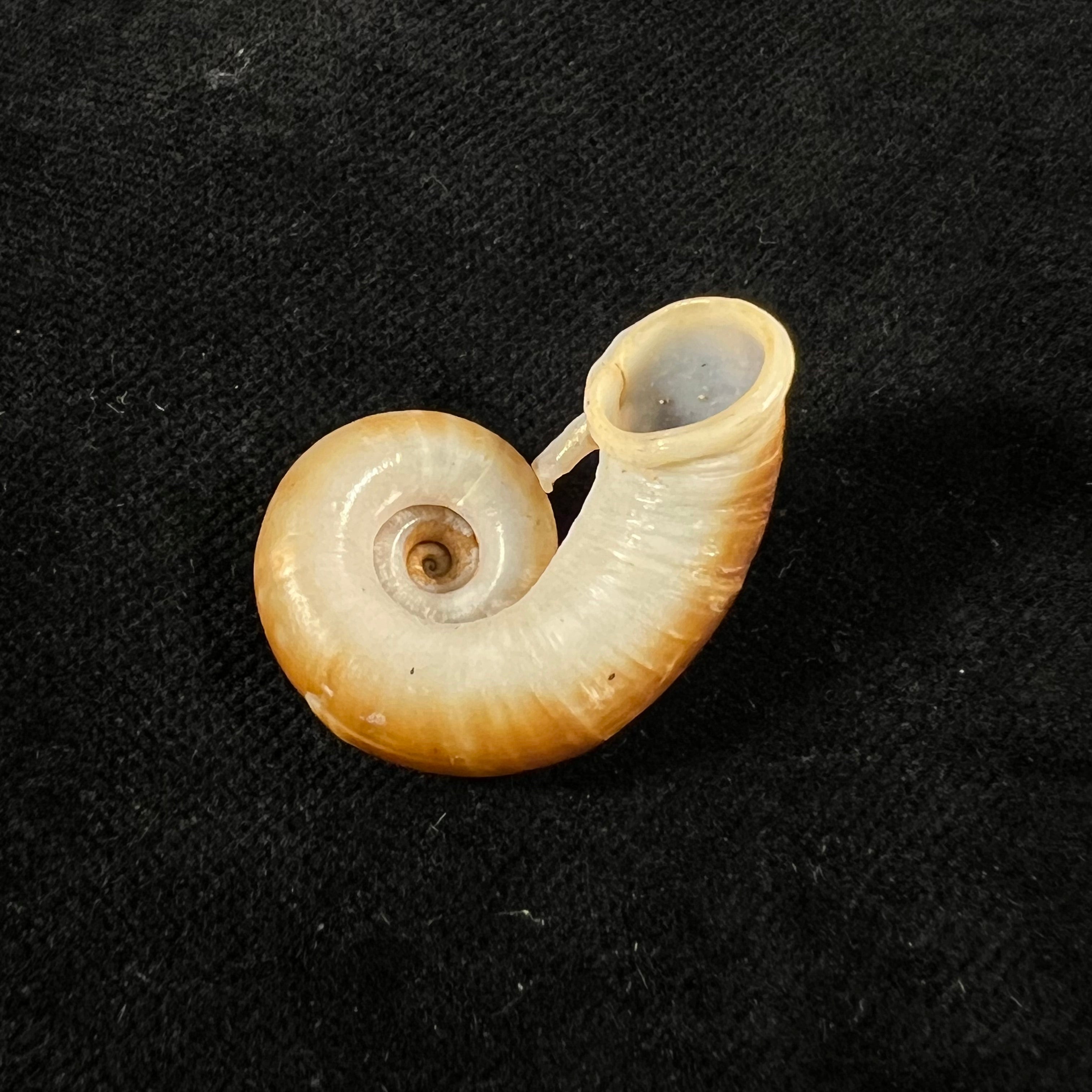 Rhiostoma jalorense Sykes, 1903 - 29,8mm