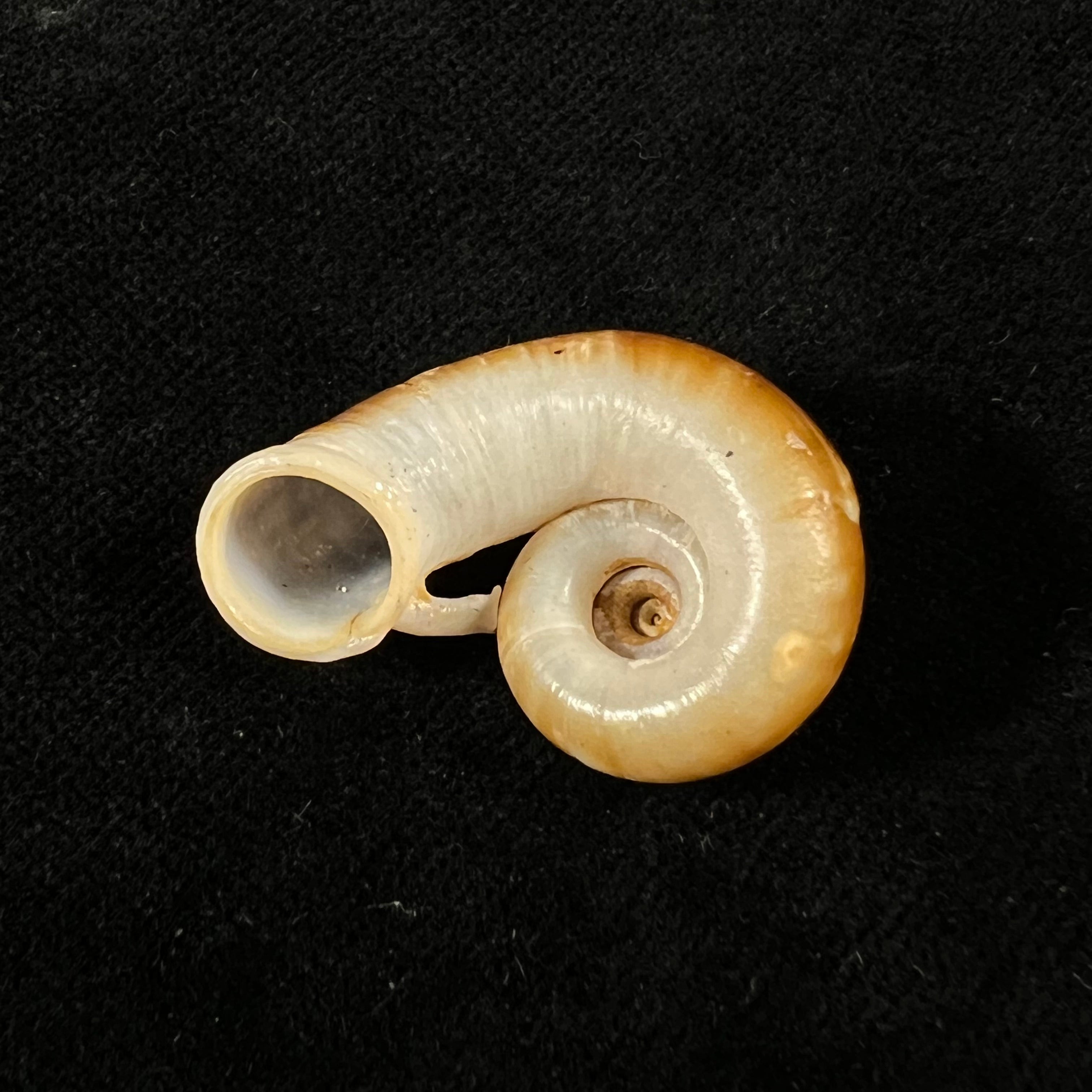 Rhiostoma jalorense Sykes, 1903 - 29,8mm
